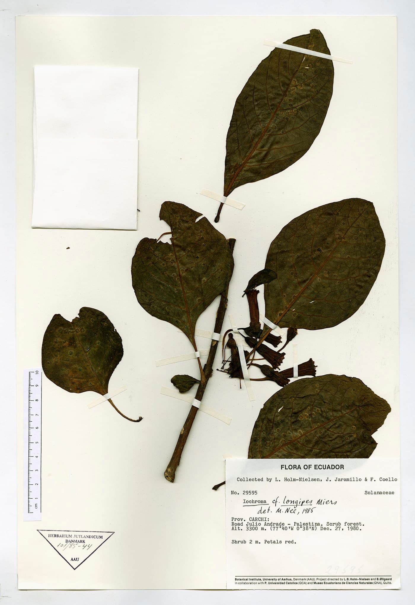 Iochroma longipes