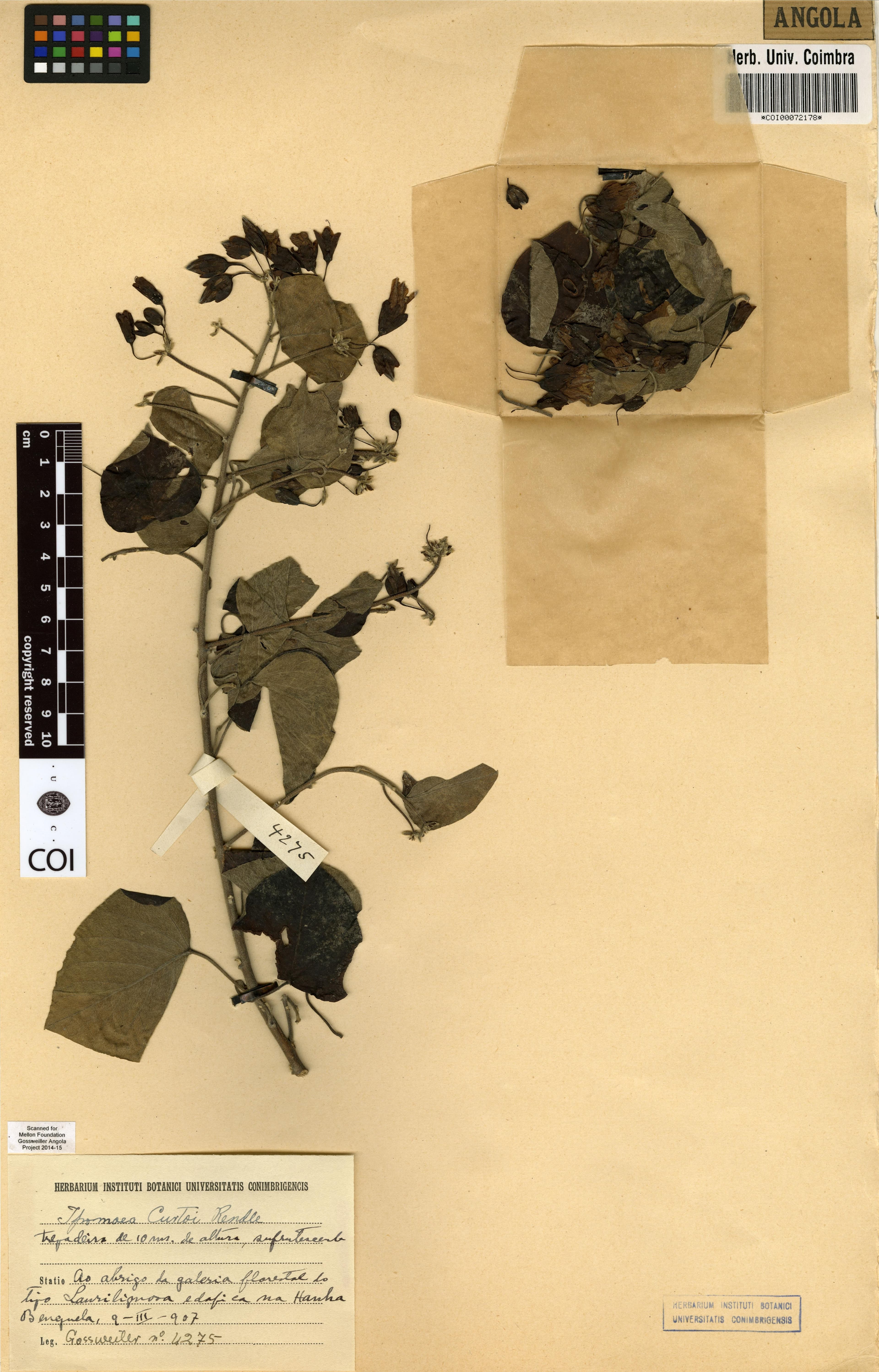 Paralepistemon curtoi