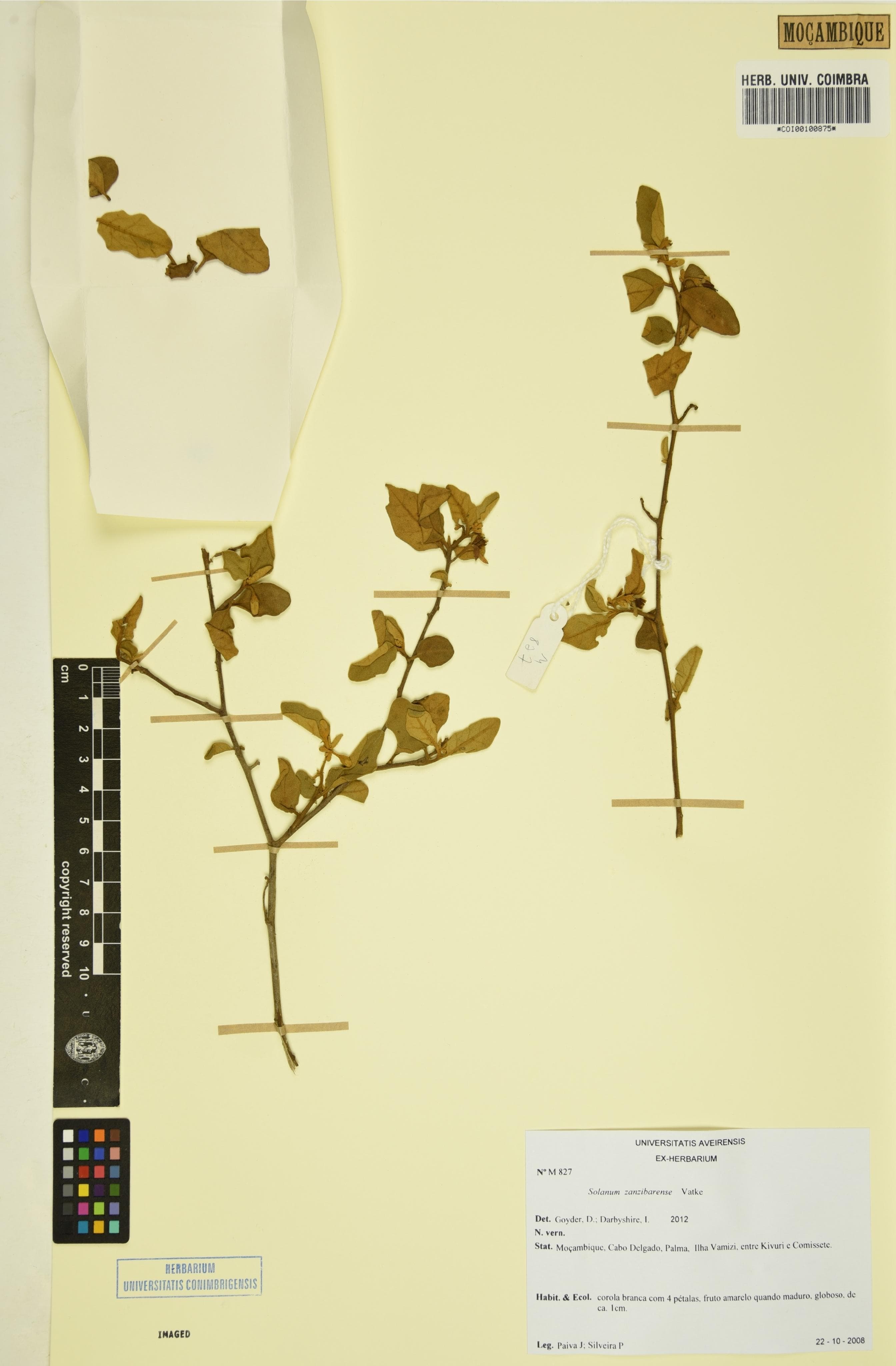 Solanum zanzibarense