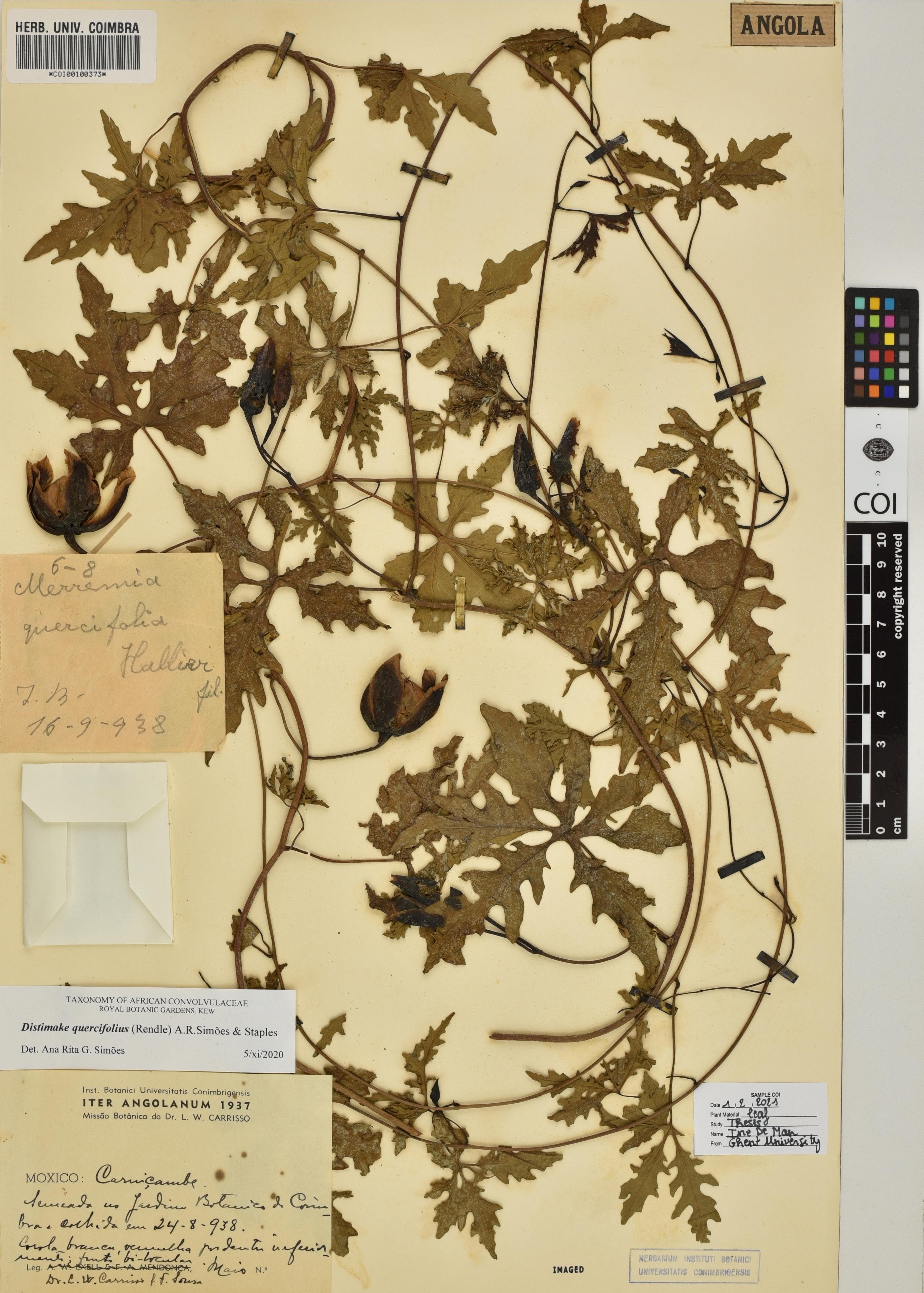 Distimake quercifolius