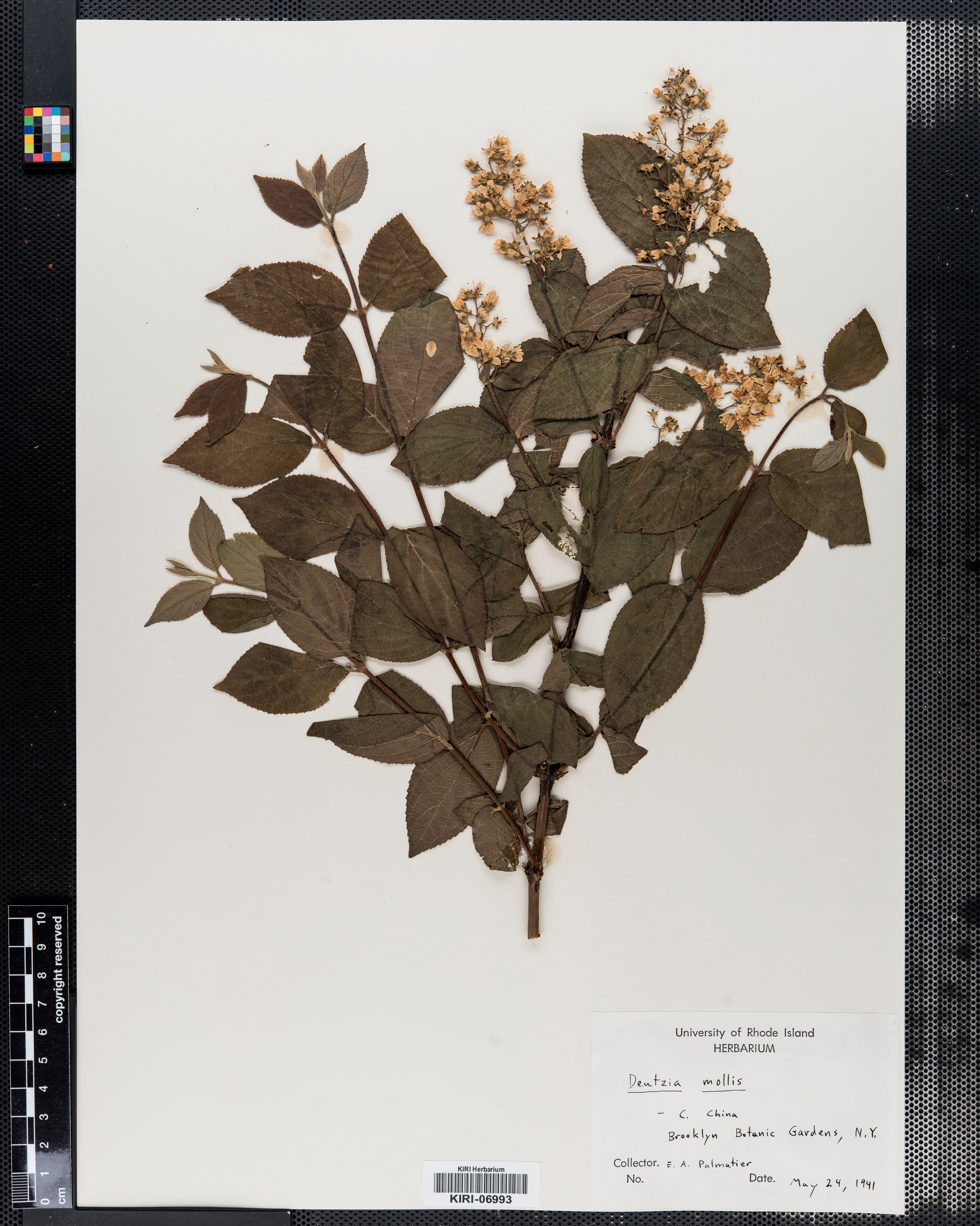 Deutzia mollis