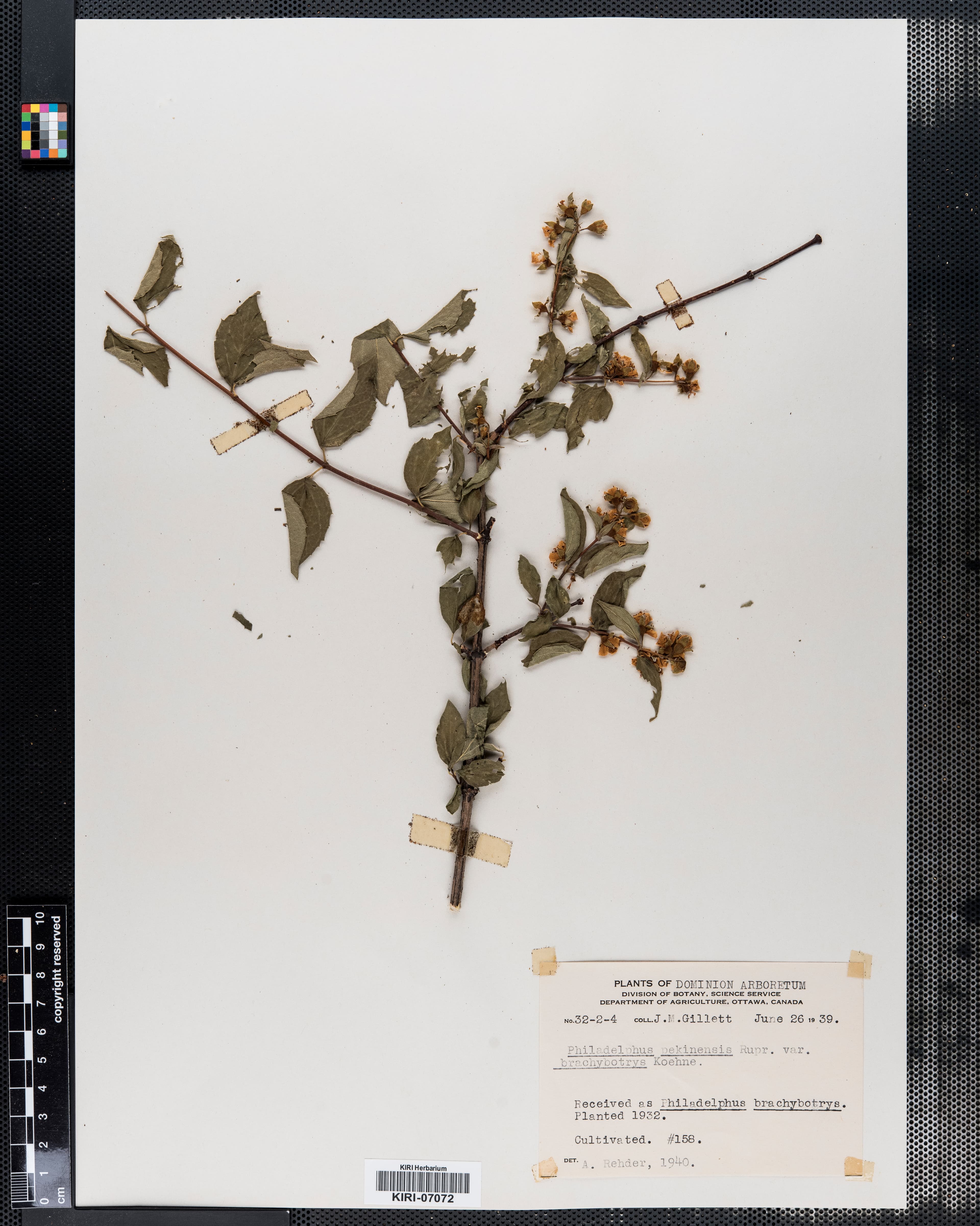 Philadelphus brachybotrys