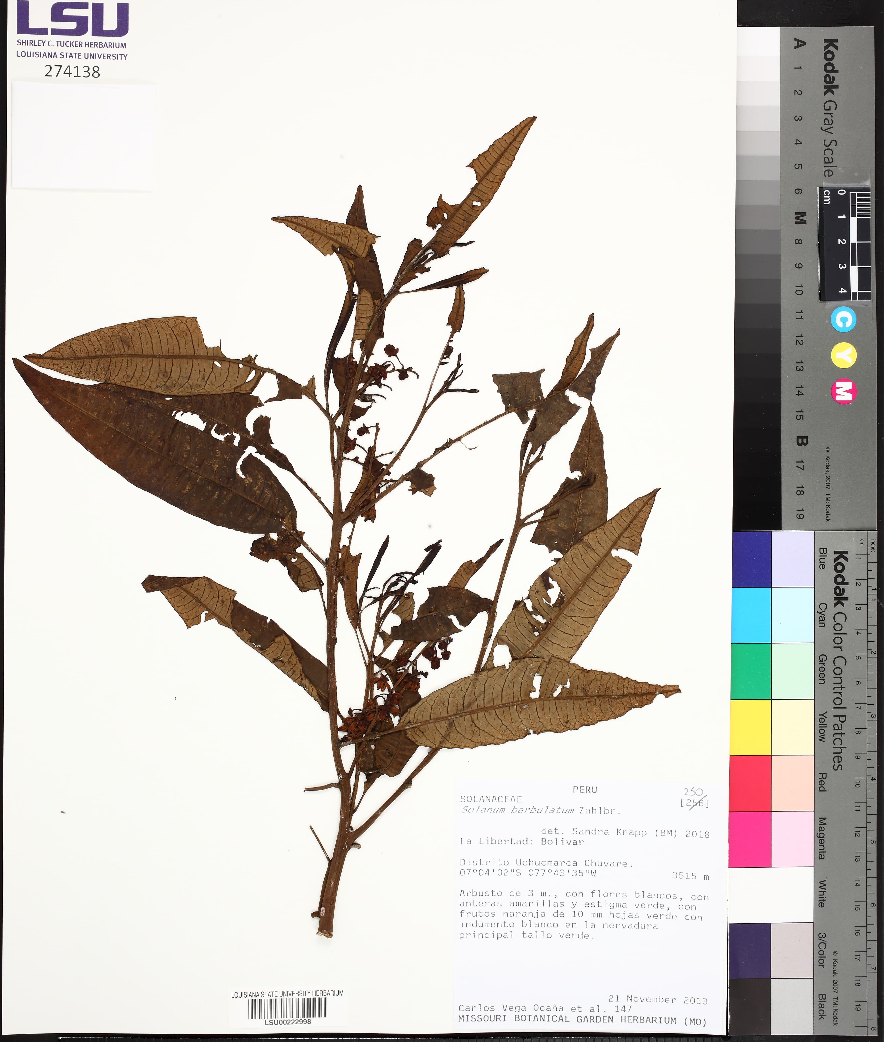Solanum barbulatum