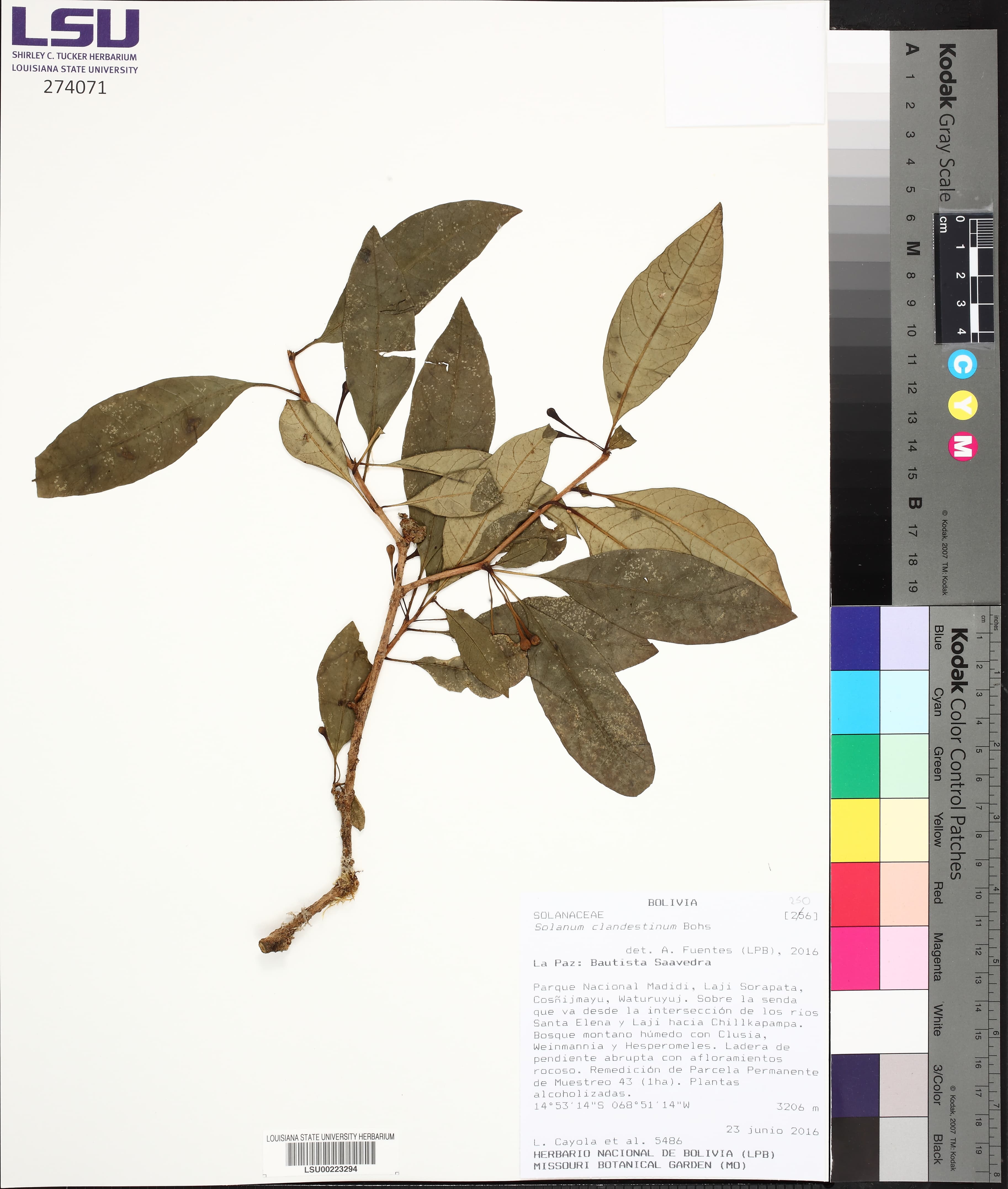 Solanum clandestinum