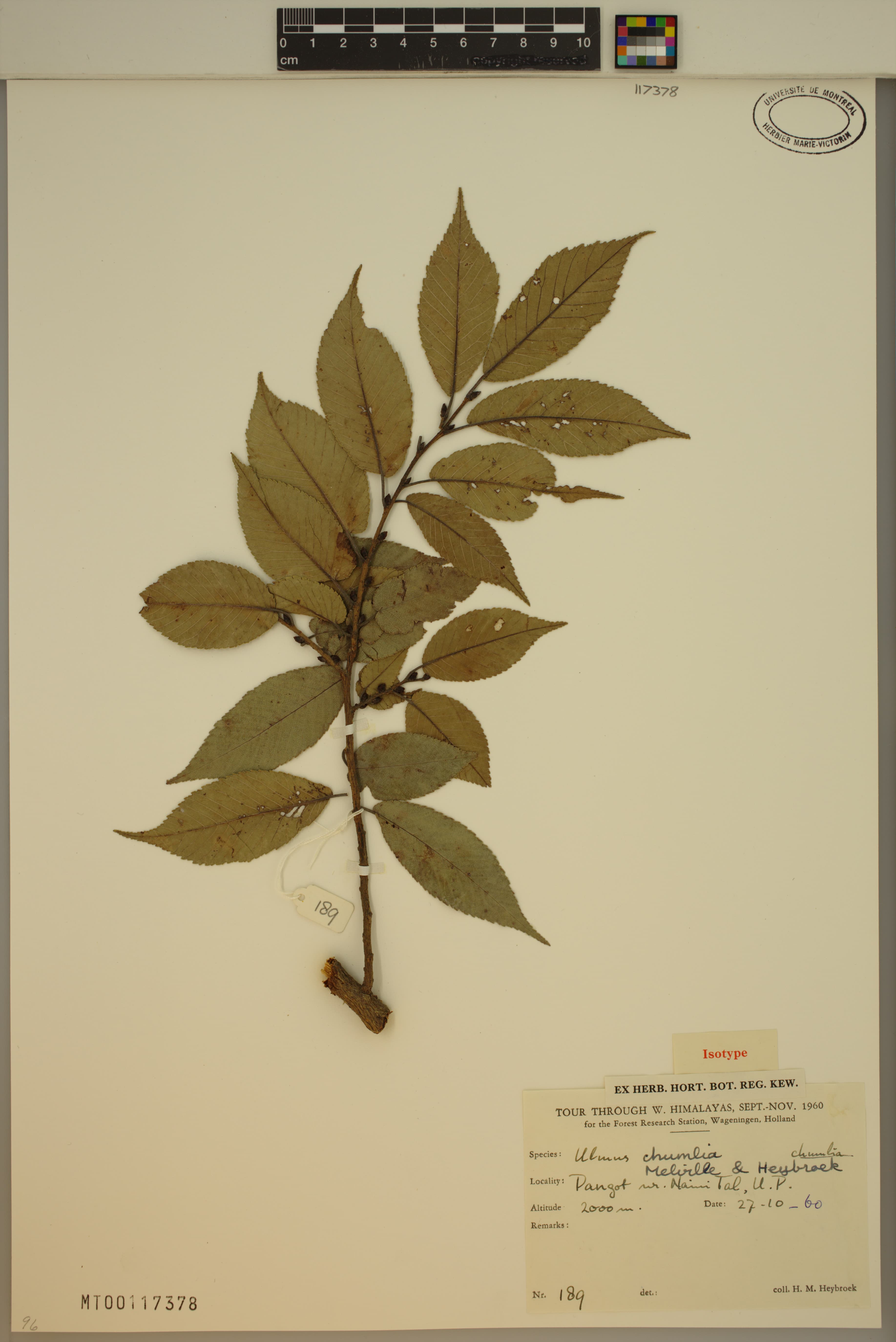 Ulmus chumlia