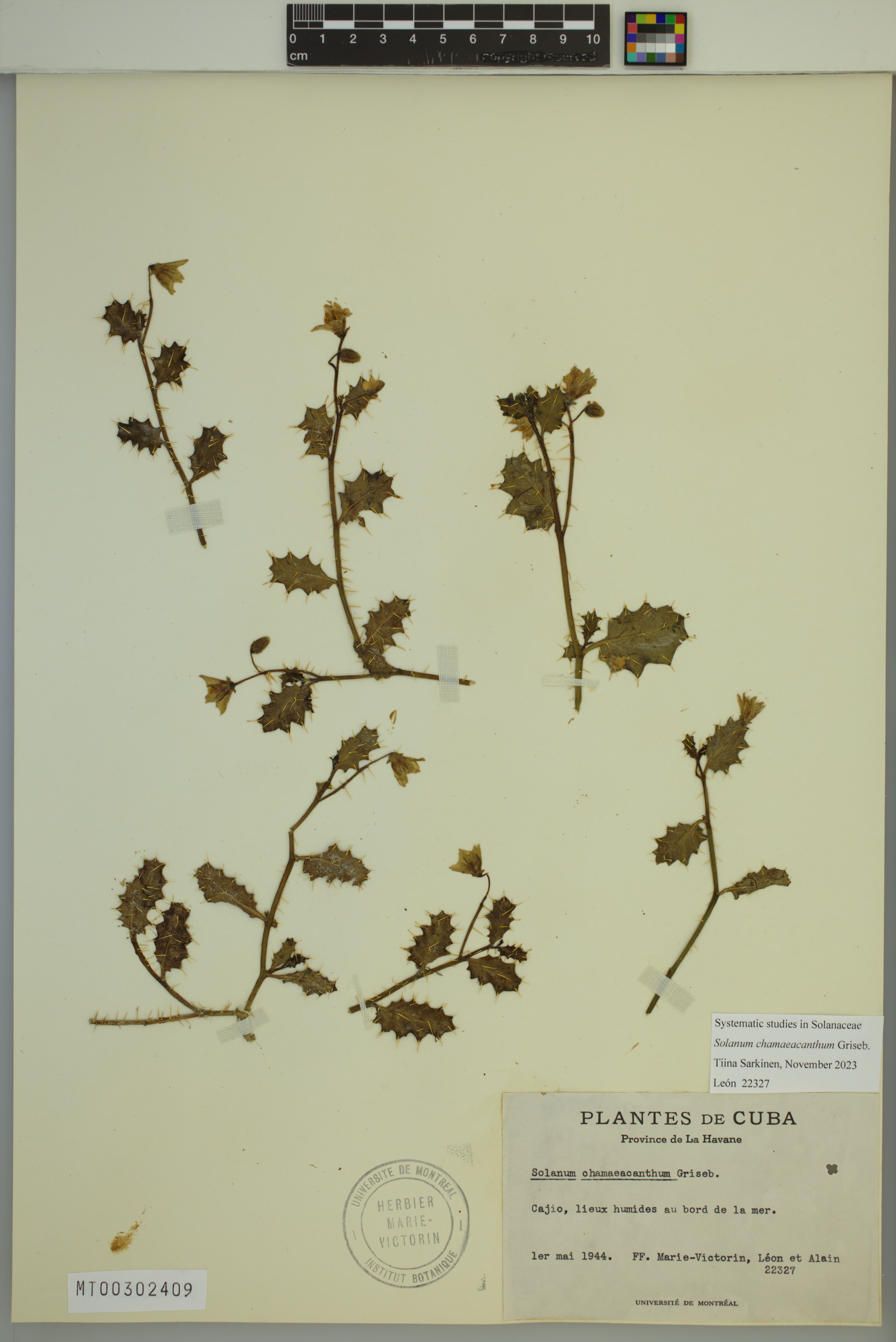 Solanum chamaeacanthum