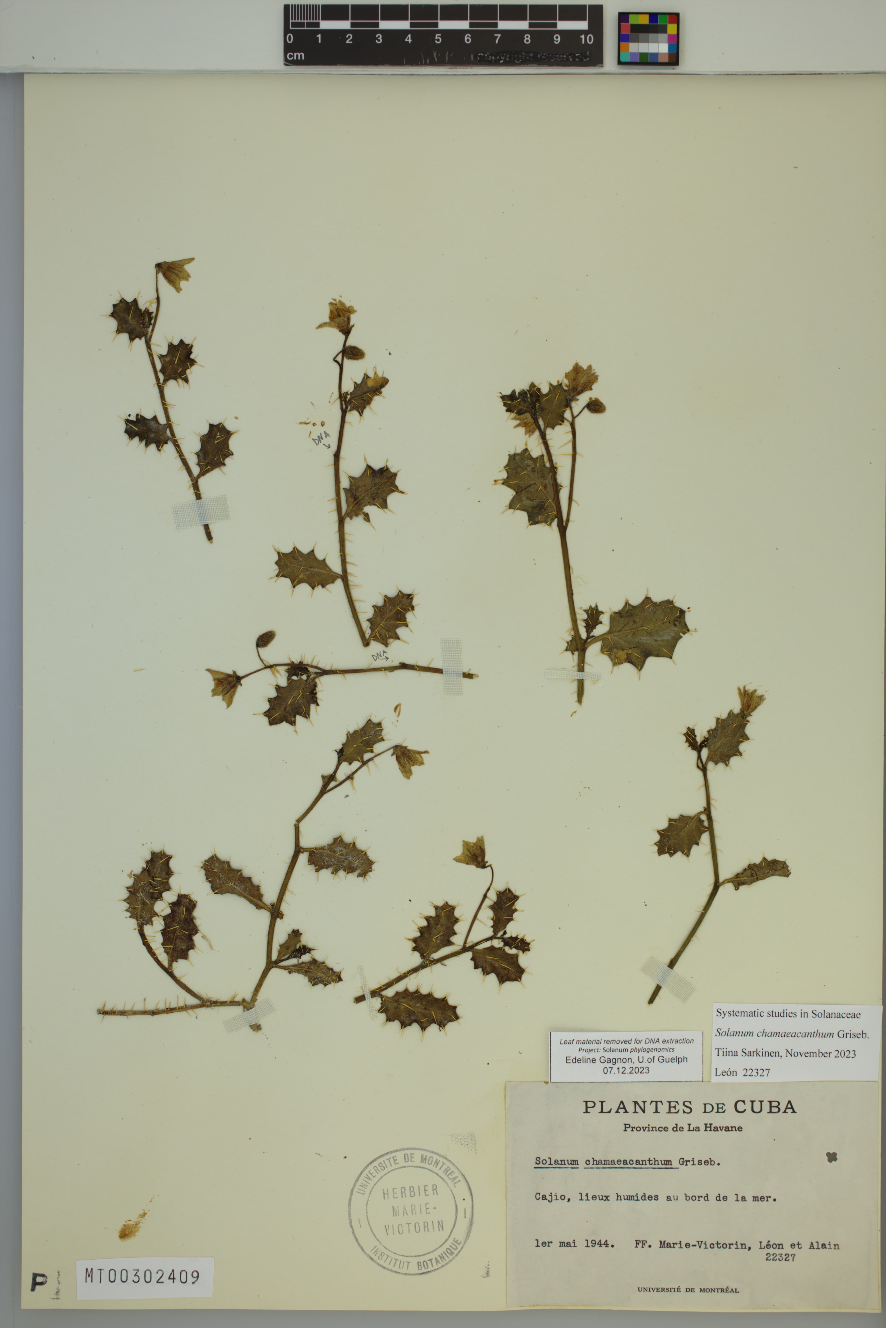 Solanum chamaeacanthum