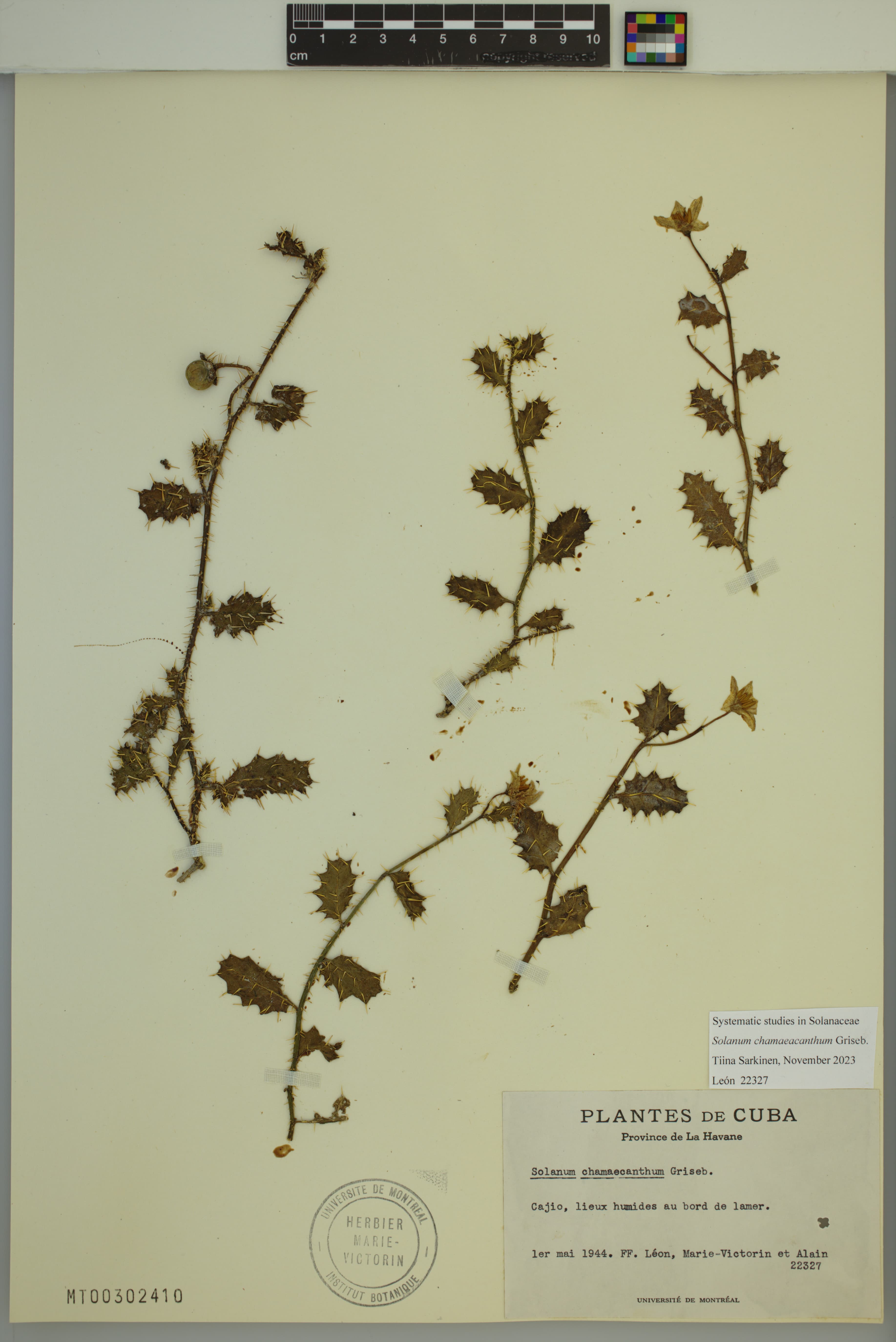 Solanum chamaeacanthum