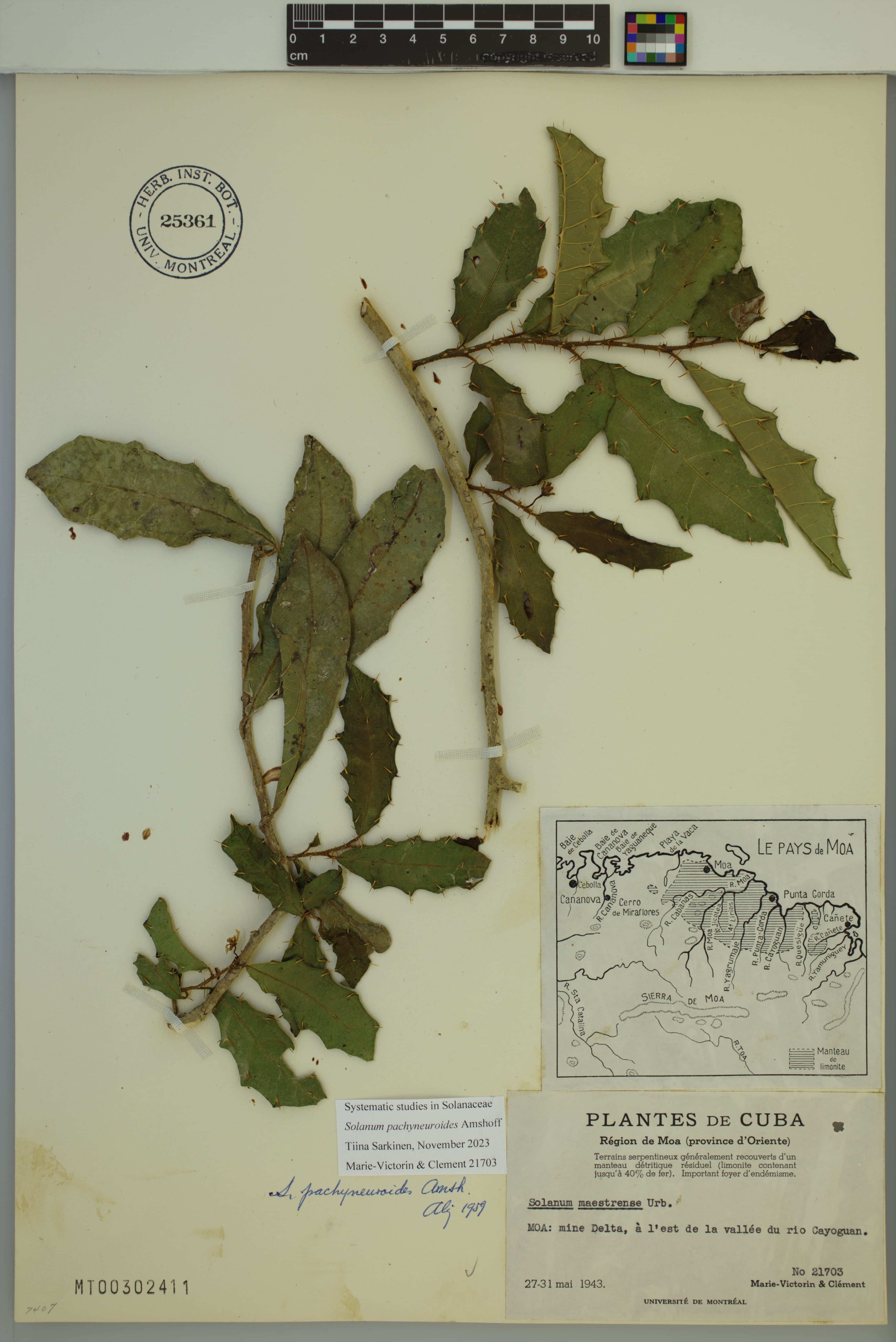 Solanum pachyneuroides