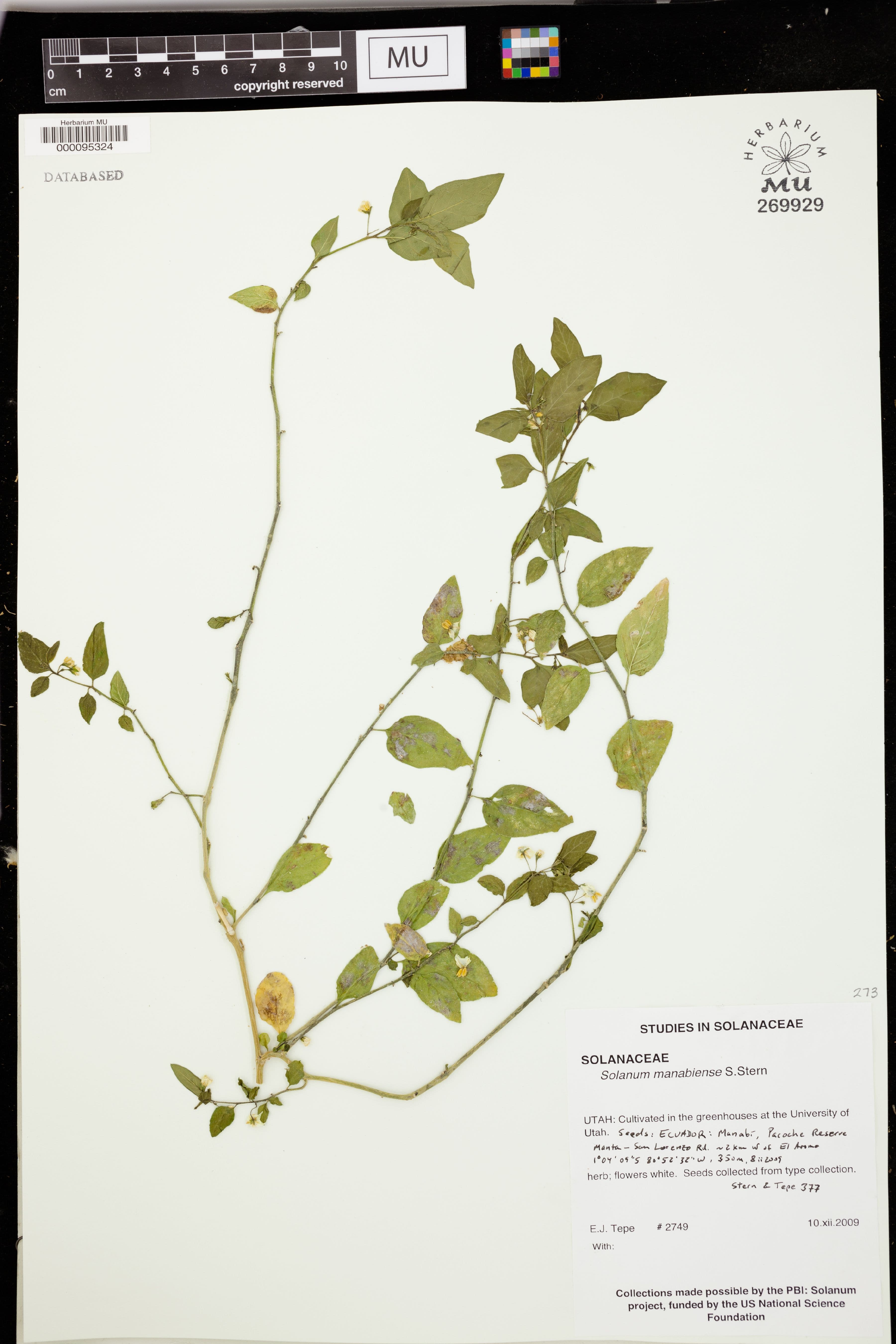 Solanum manabiense