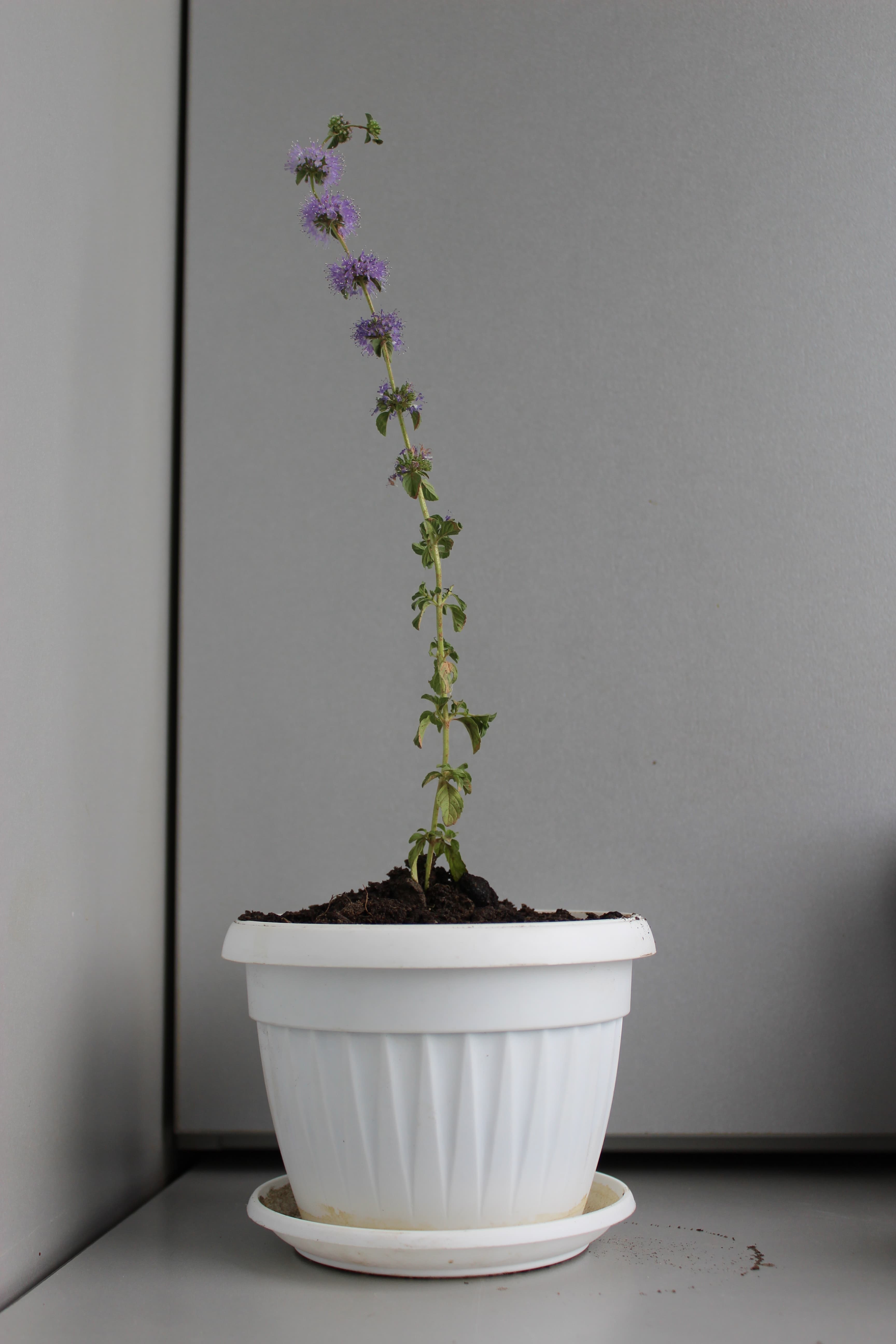 Pennyroyal