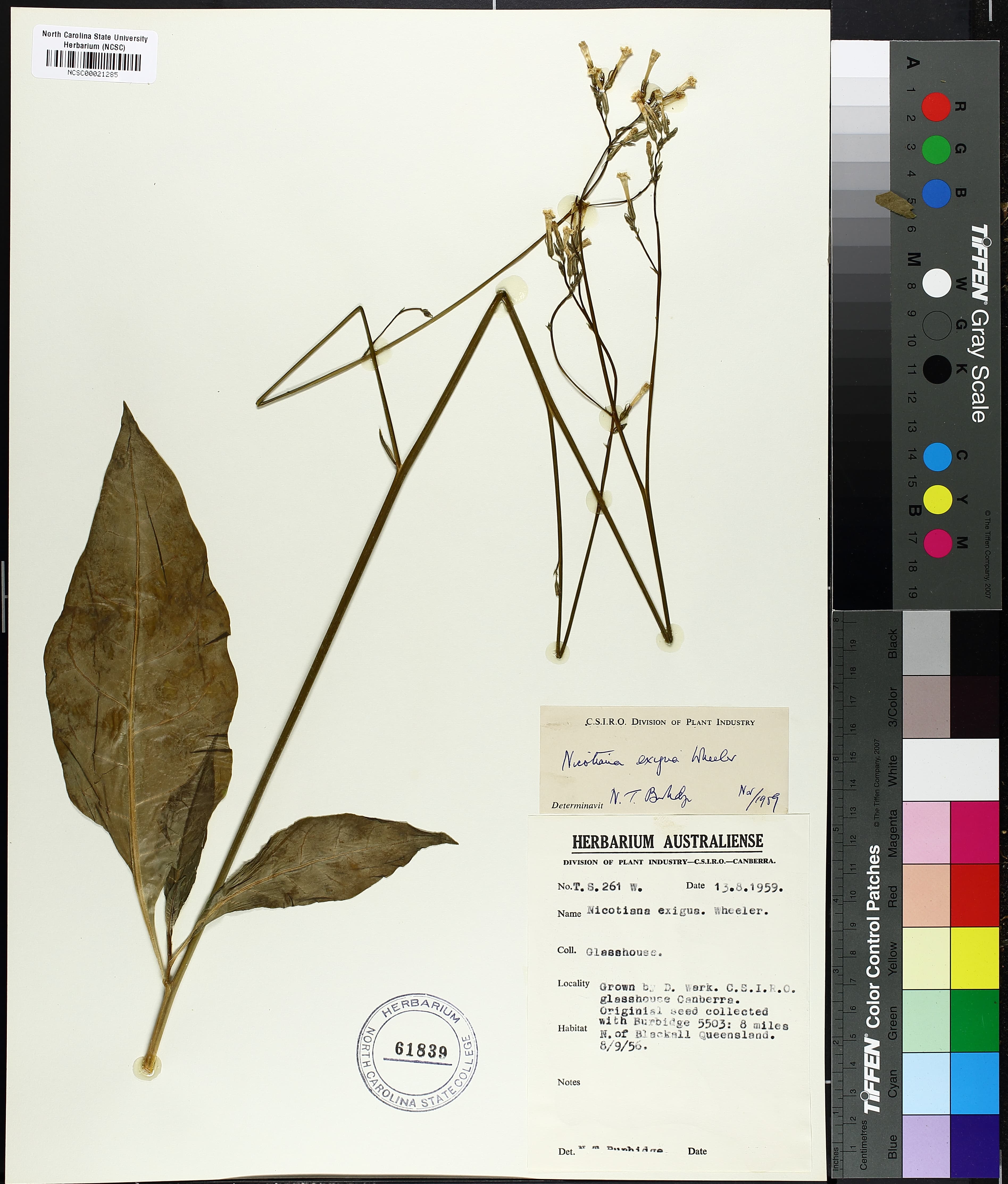 Nicotiana exigua
