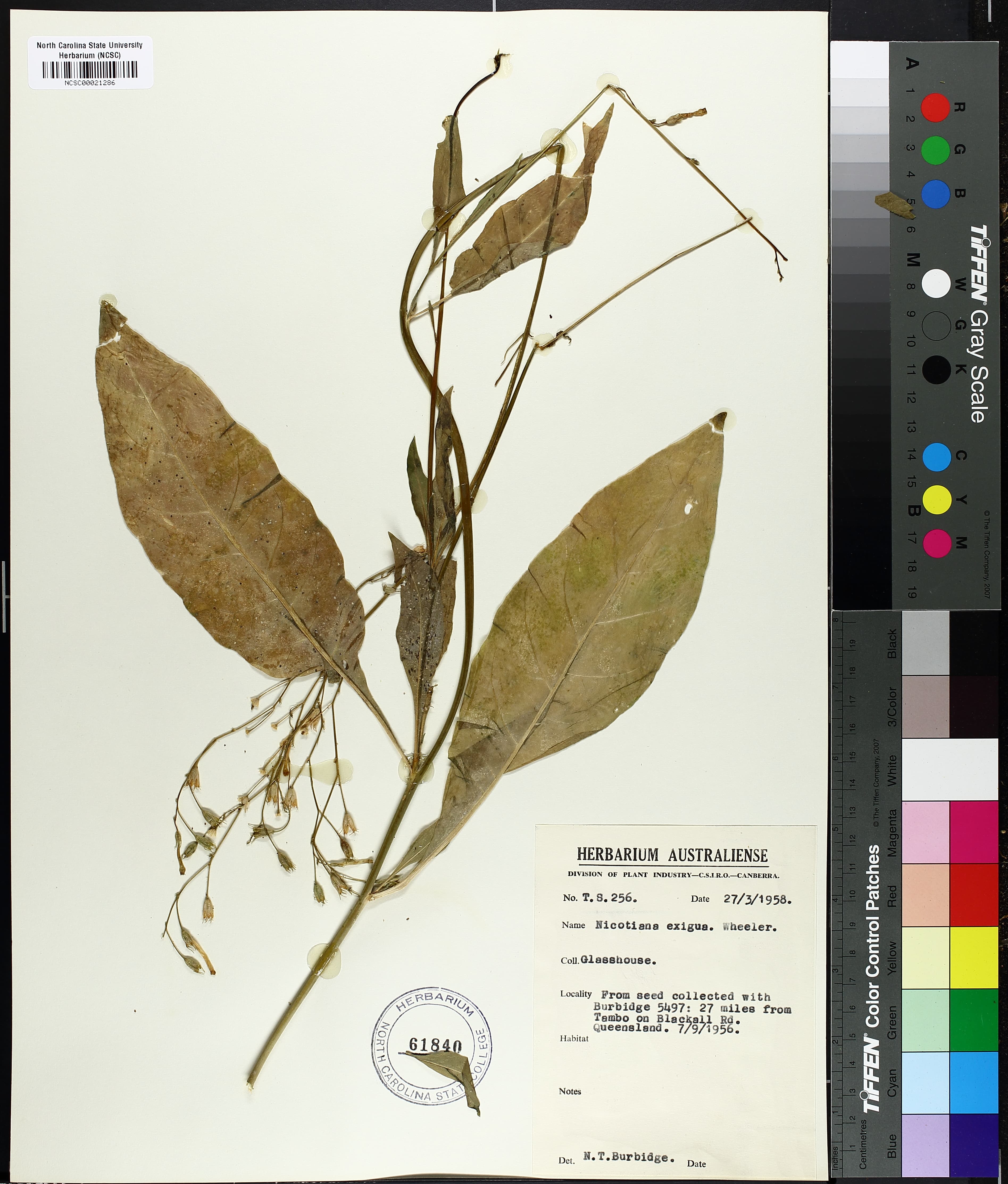 Nicotiana exigua
