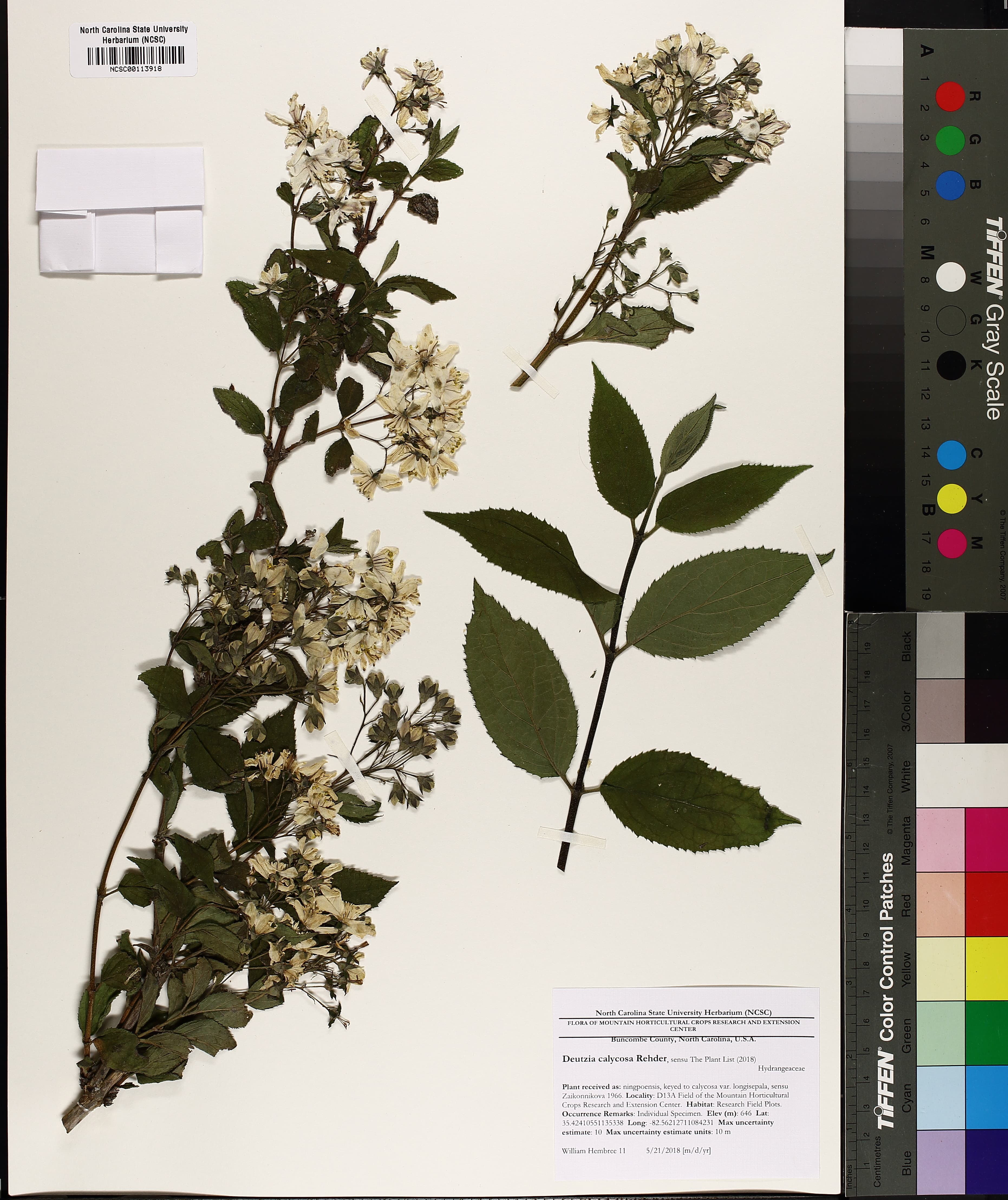 Deutzia calycosa