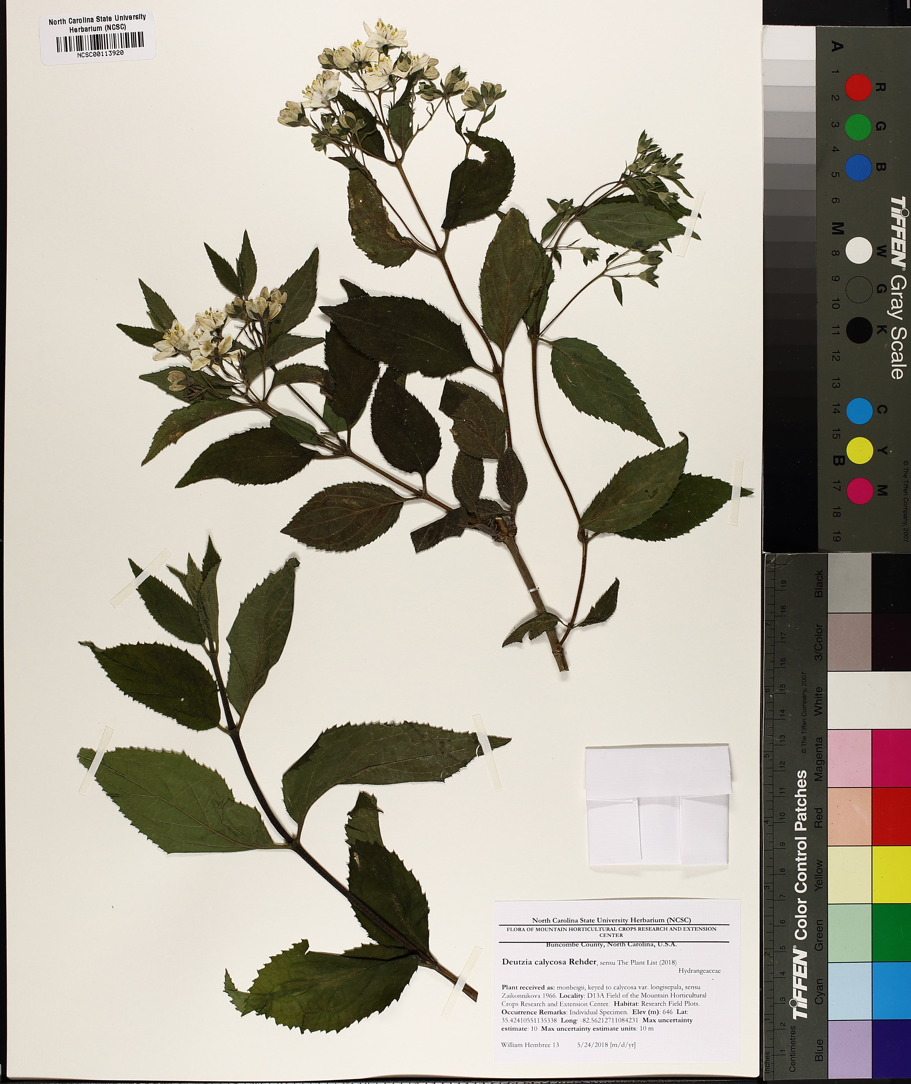 Deutzia calycosa