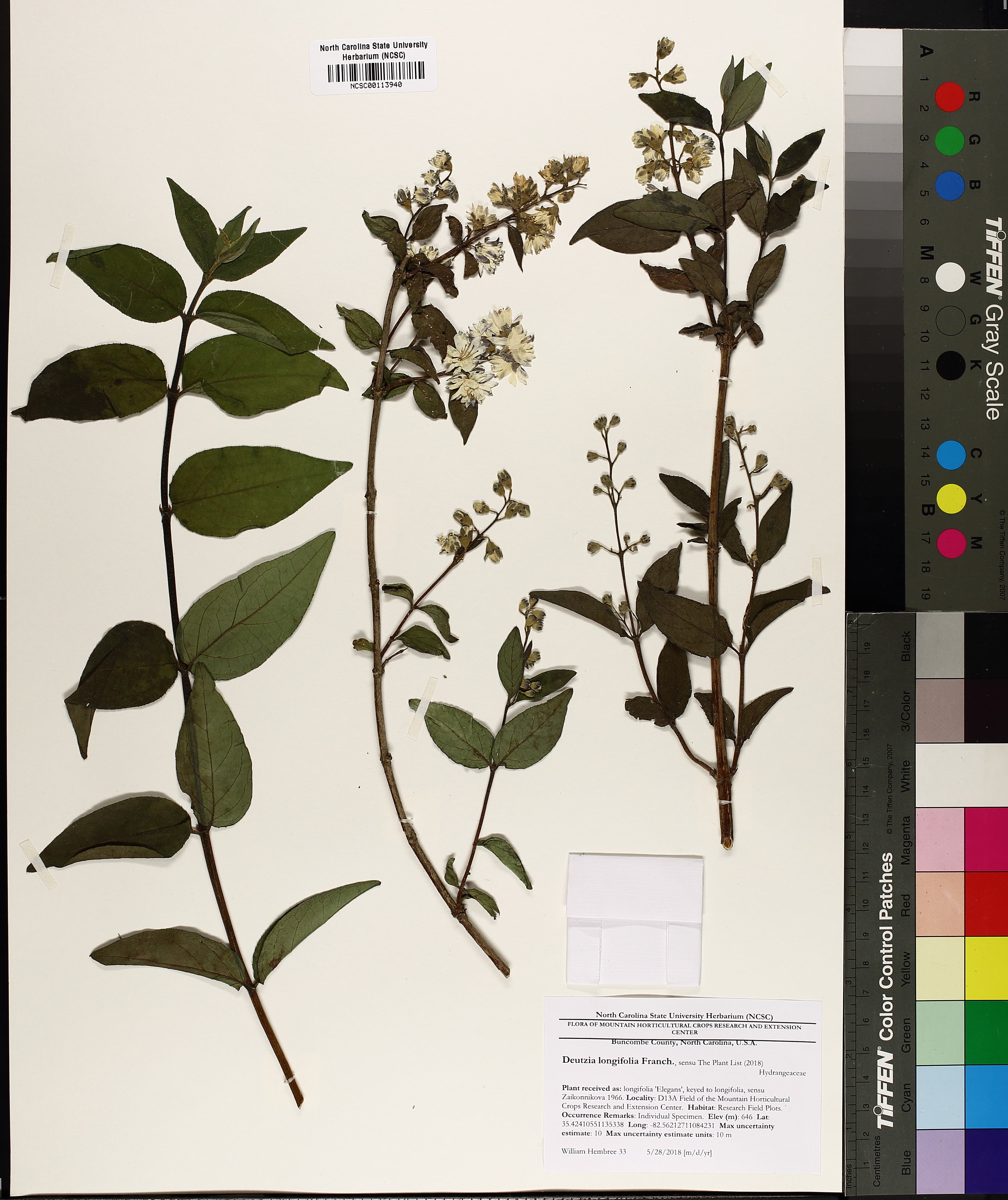 Deutzia longifolia