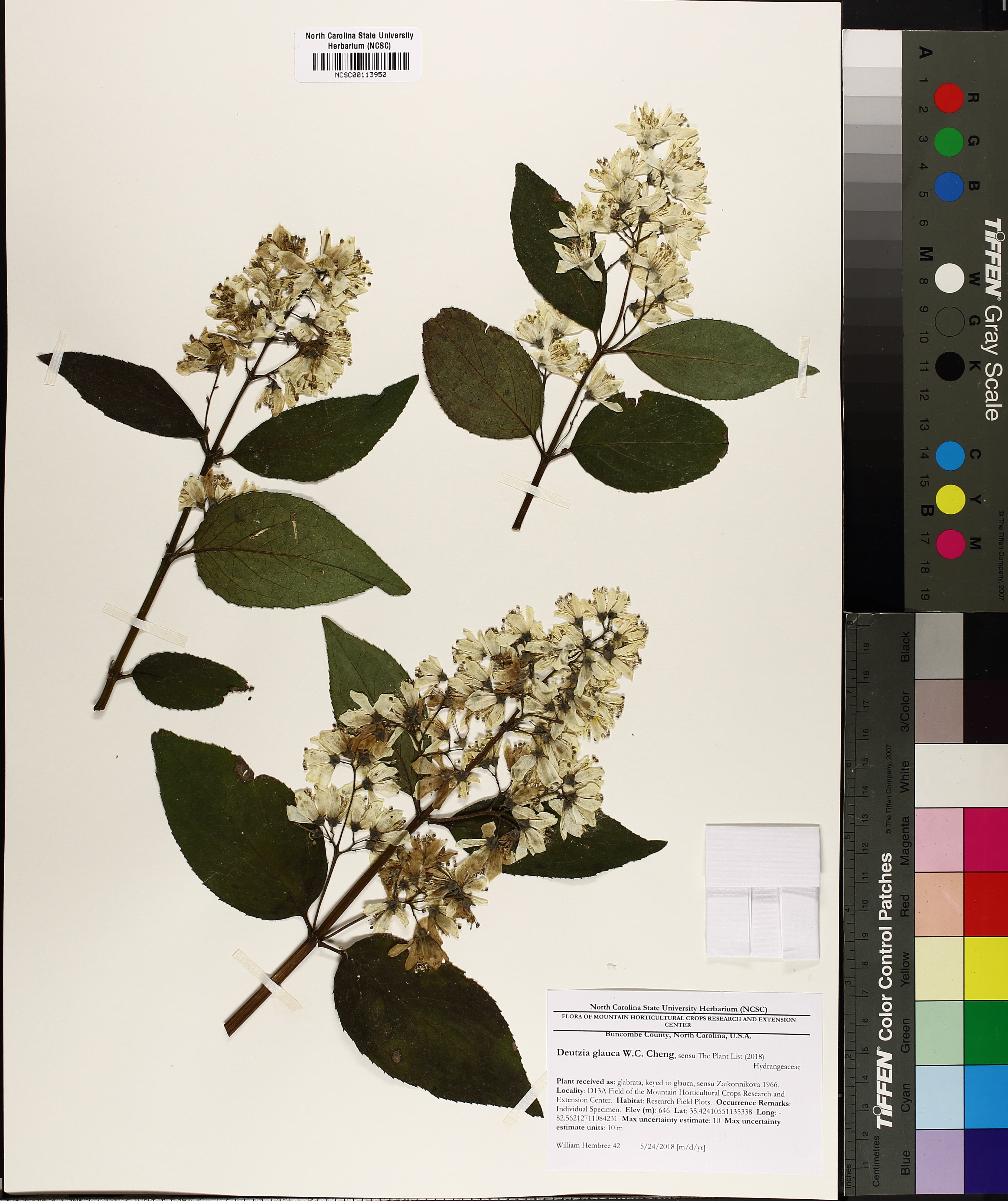 Deutzia glauca