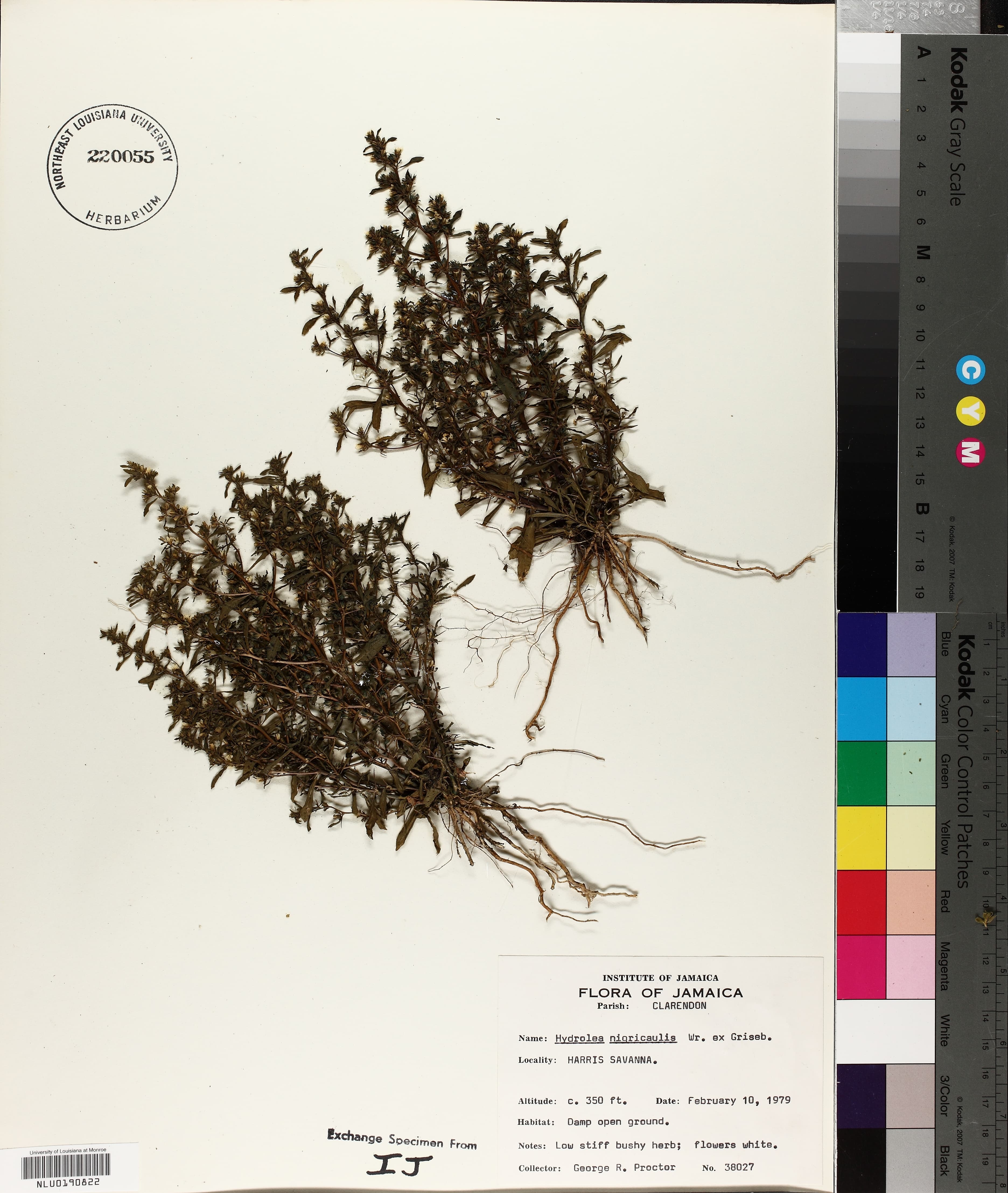 Hydrolea nigricaulis