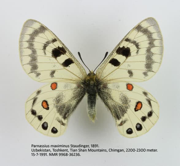 Parnassius maximinus