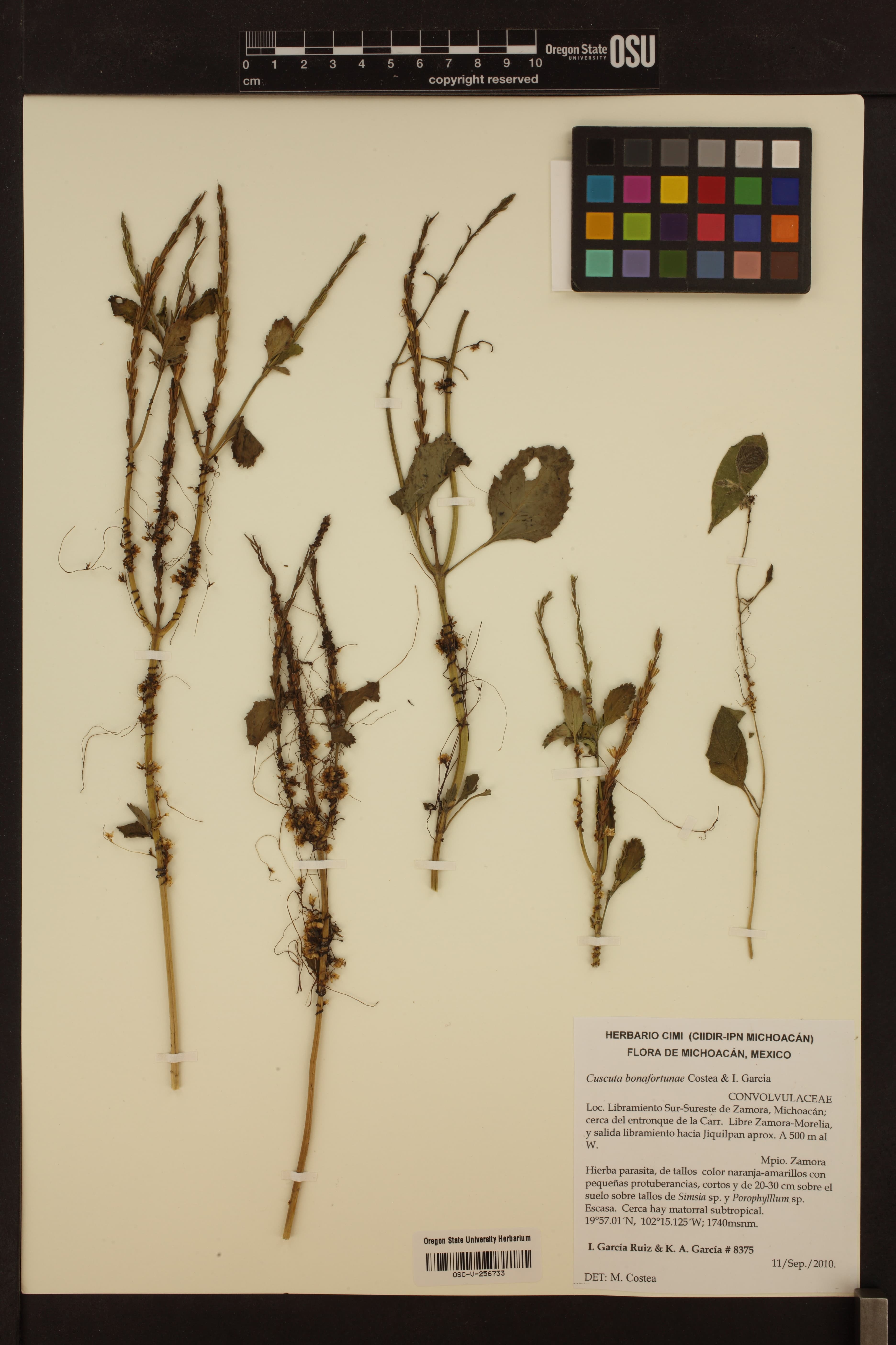 Cuscuta bonafortunae