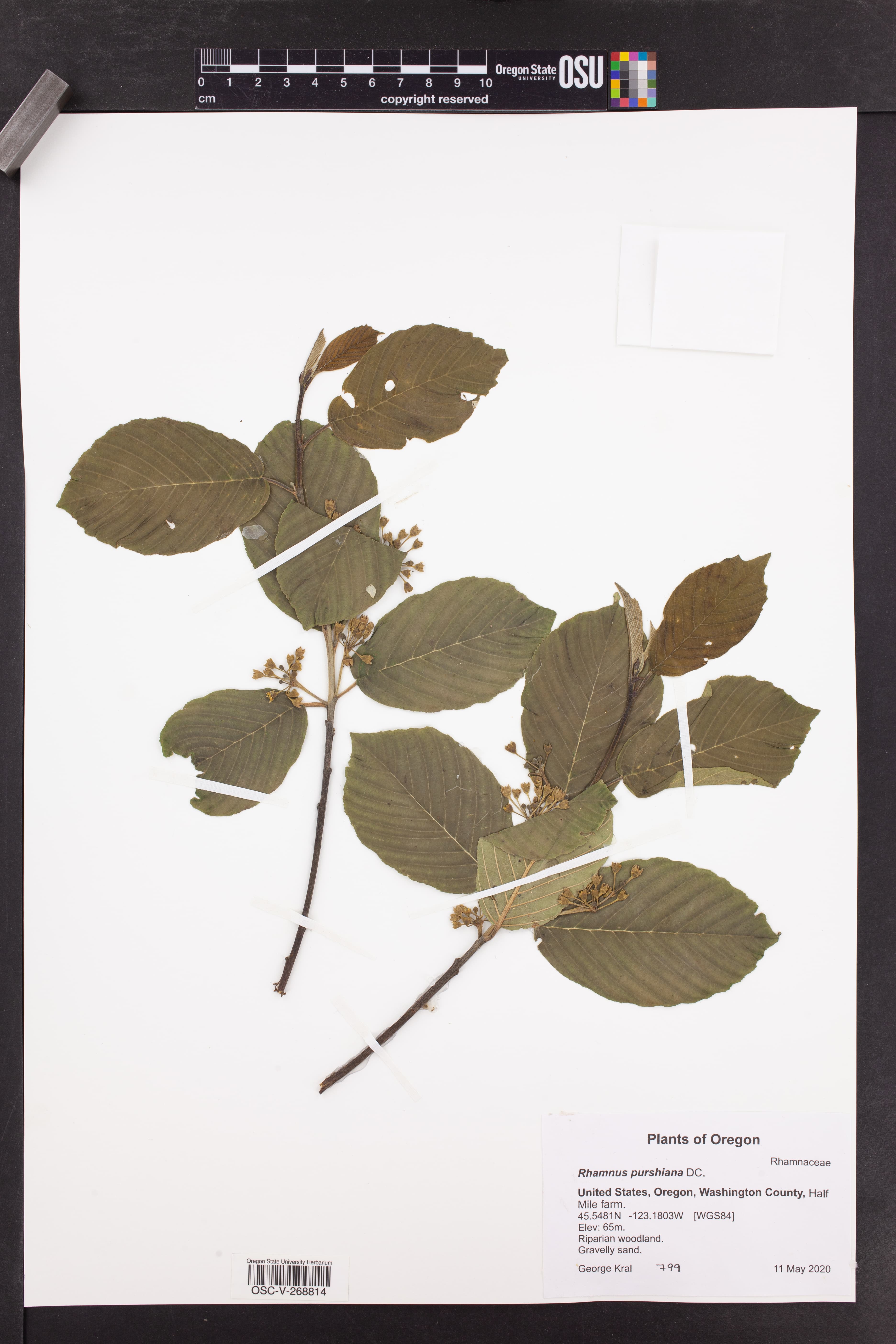 Cascara Sagrada