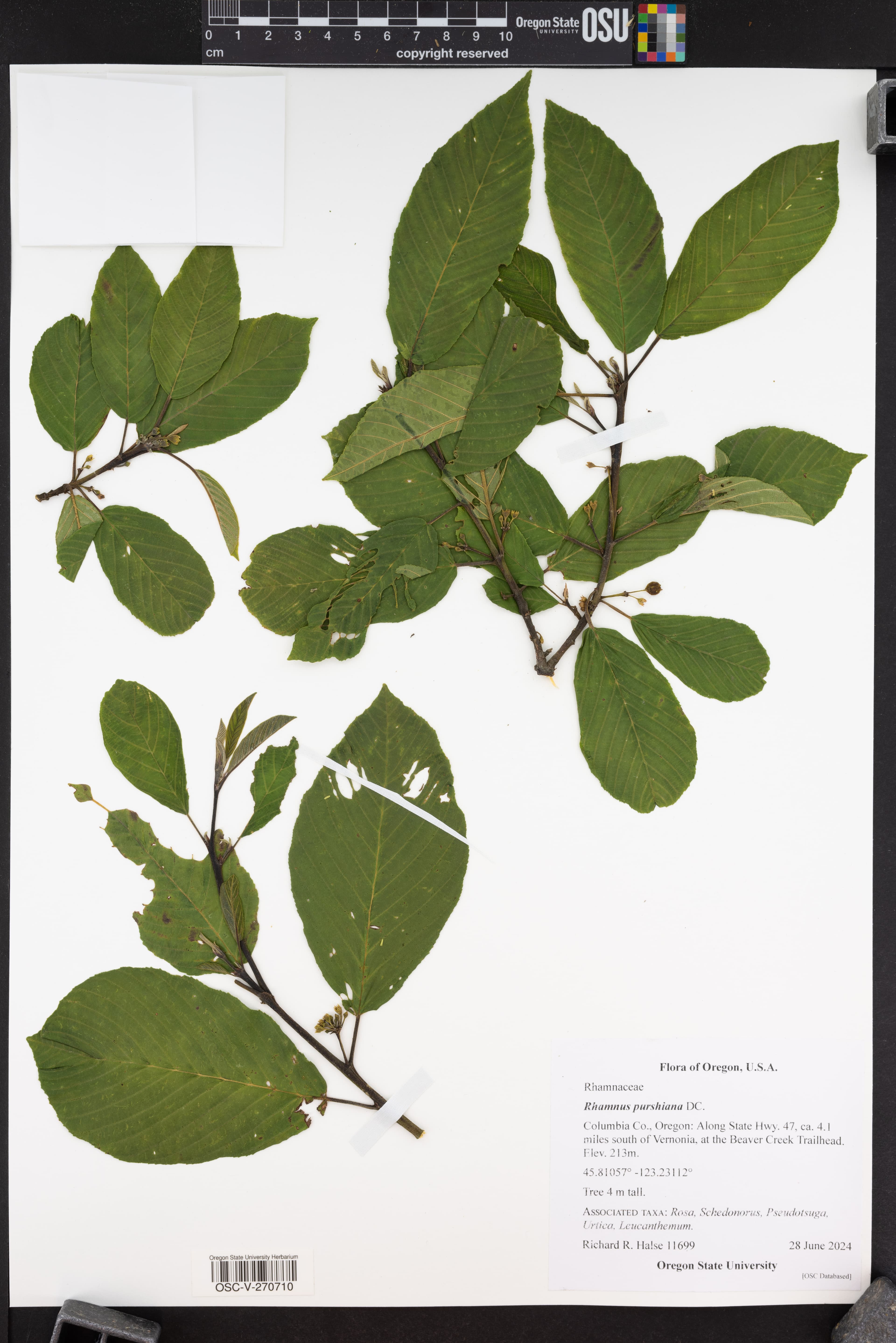 Cascara Sagrada