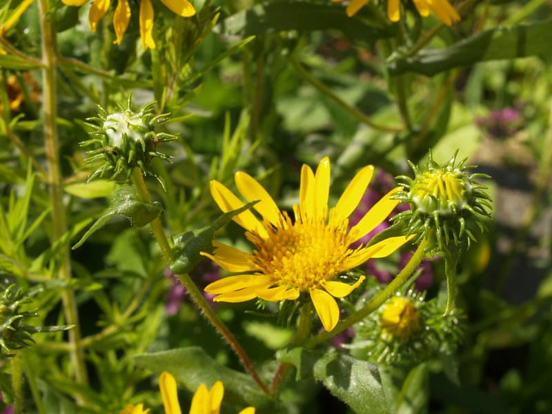 Grindelia