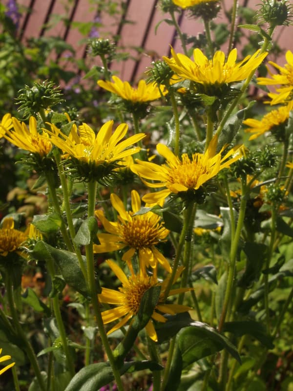 Grindelia