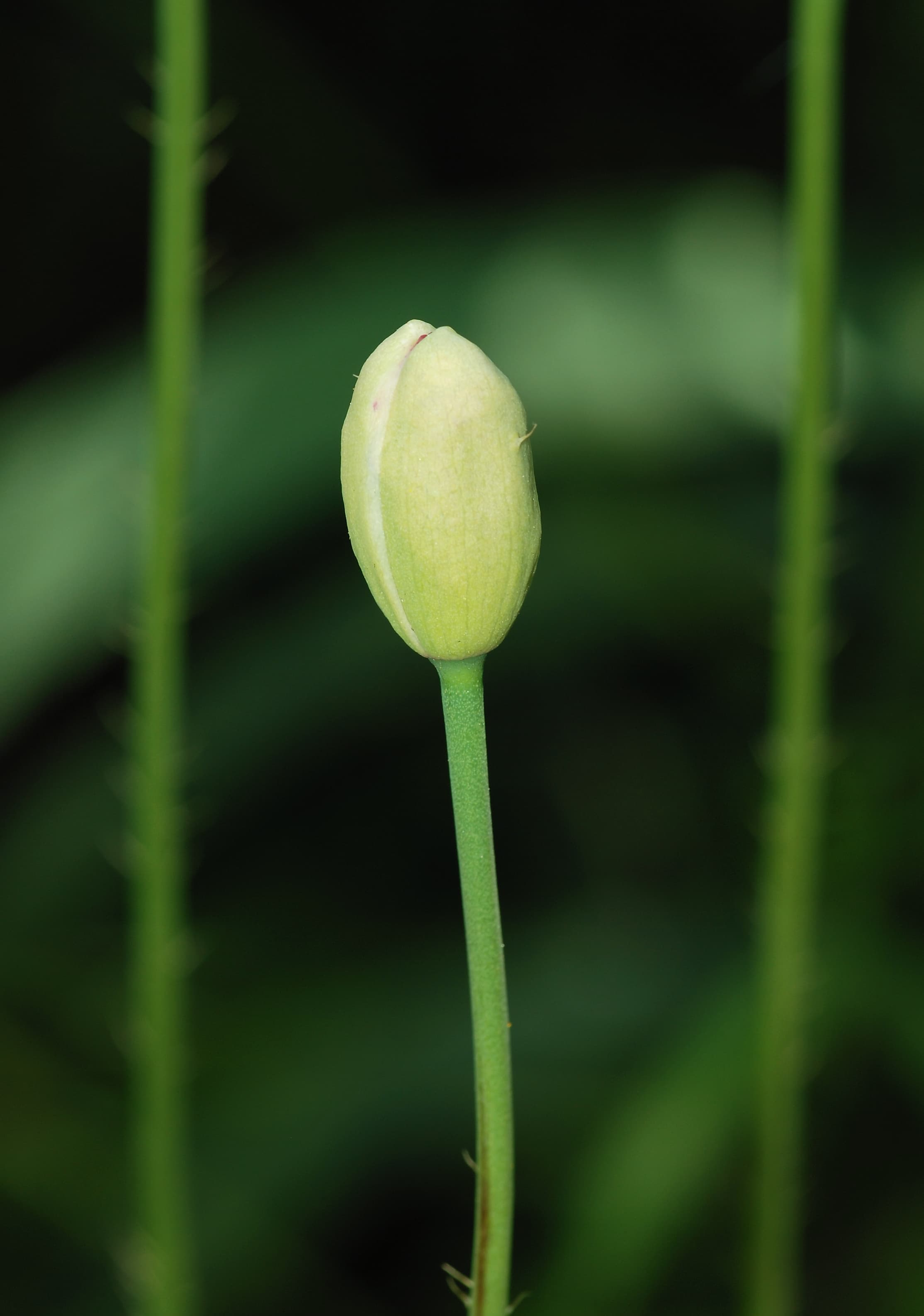 Opium poppy