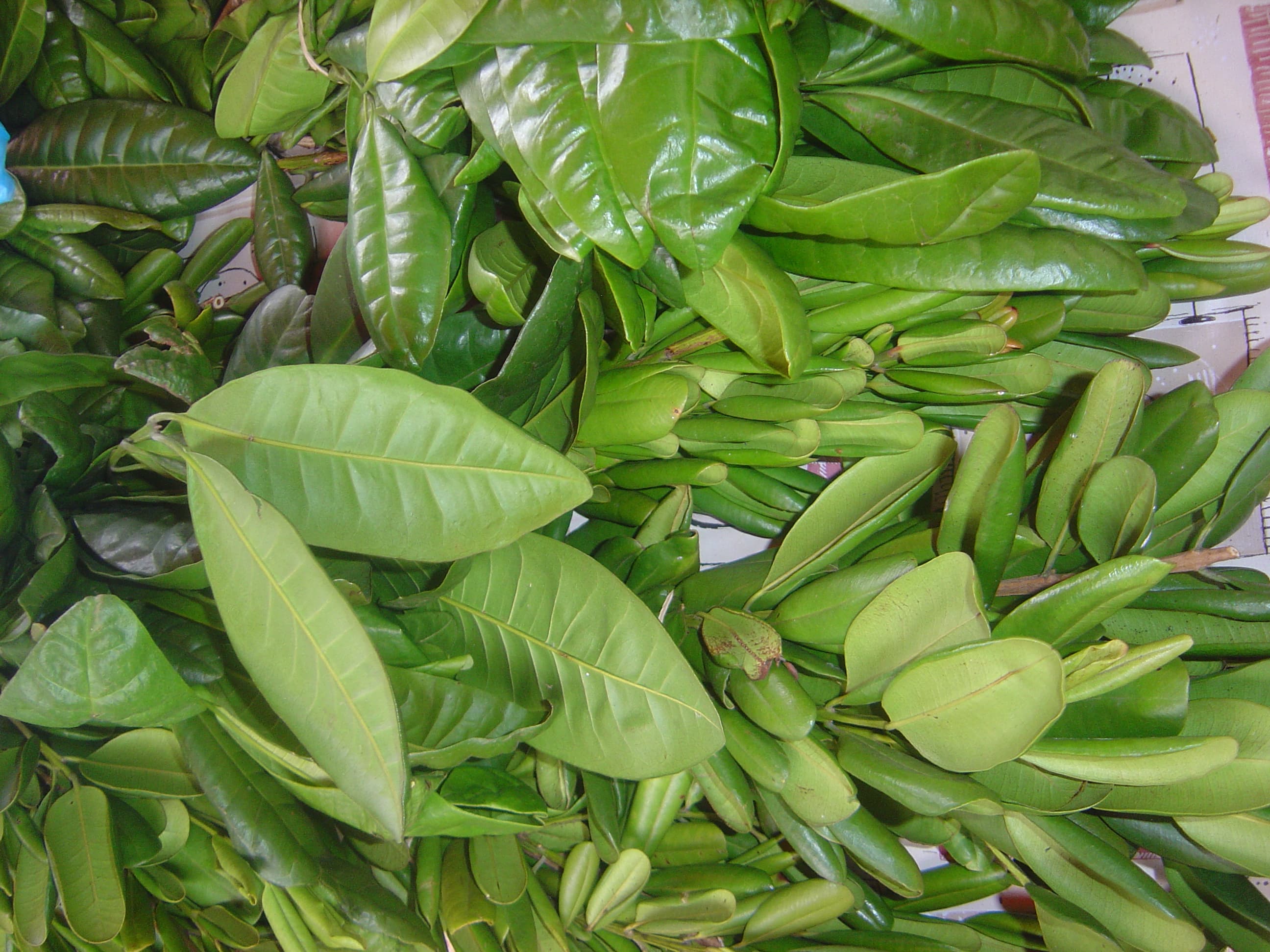 Allspice