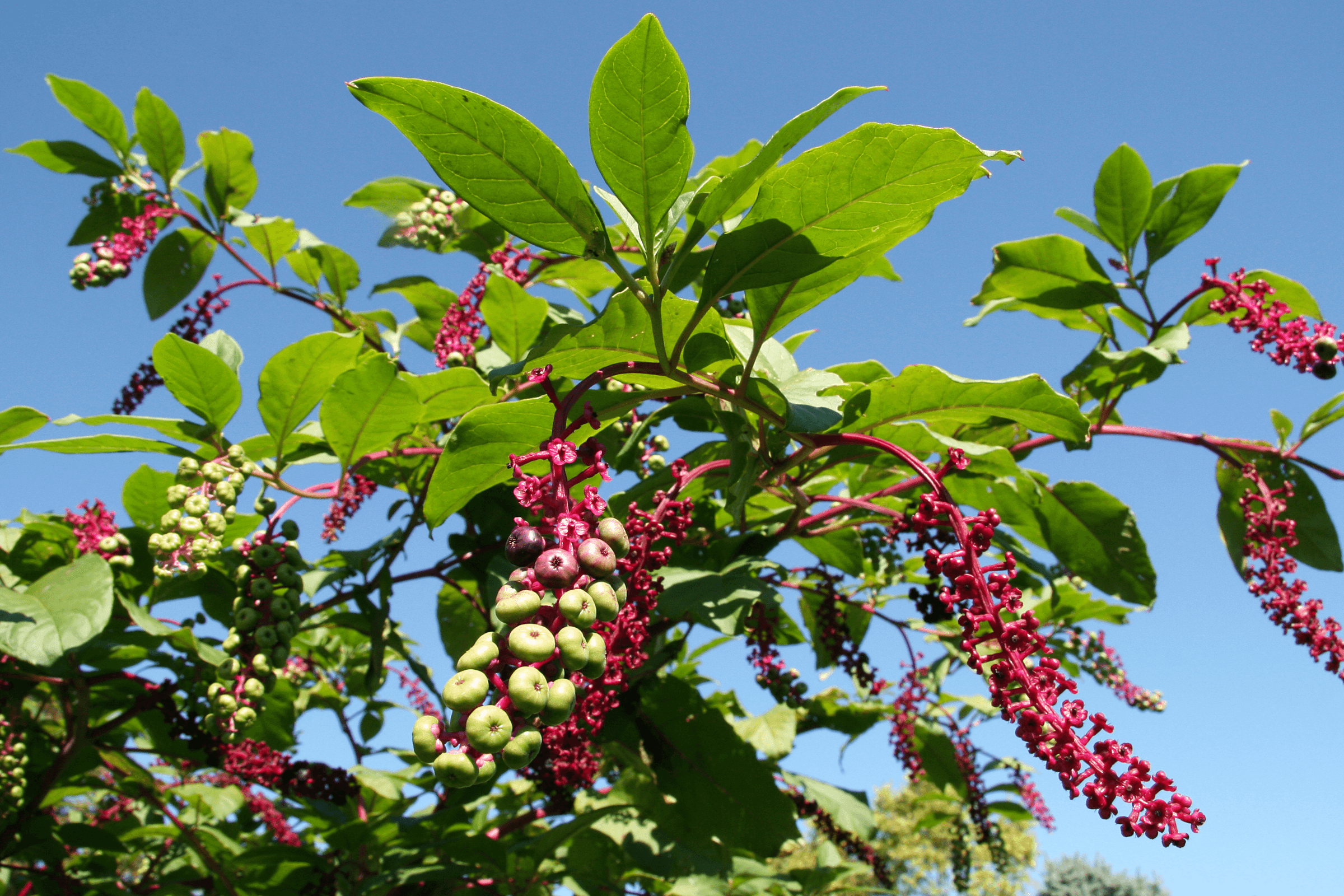 Poke Root