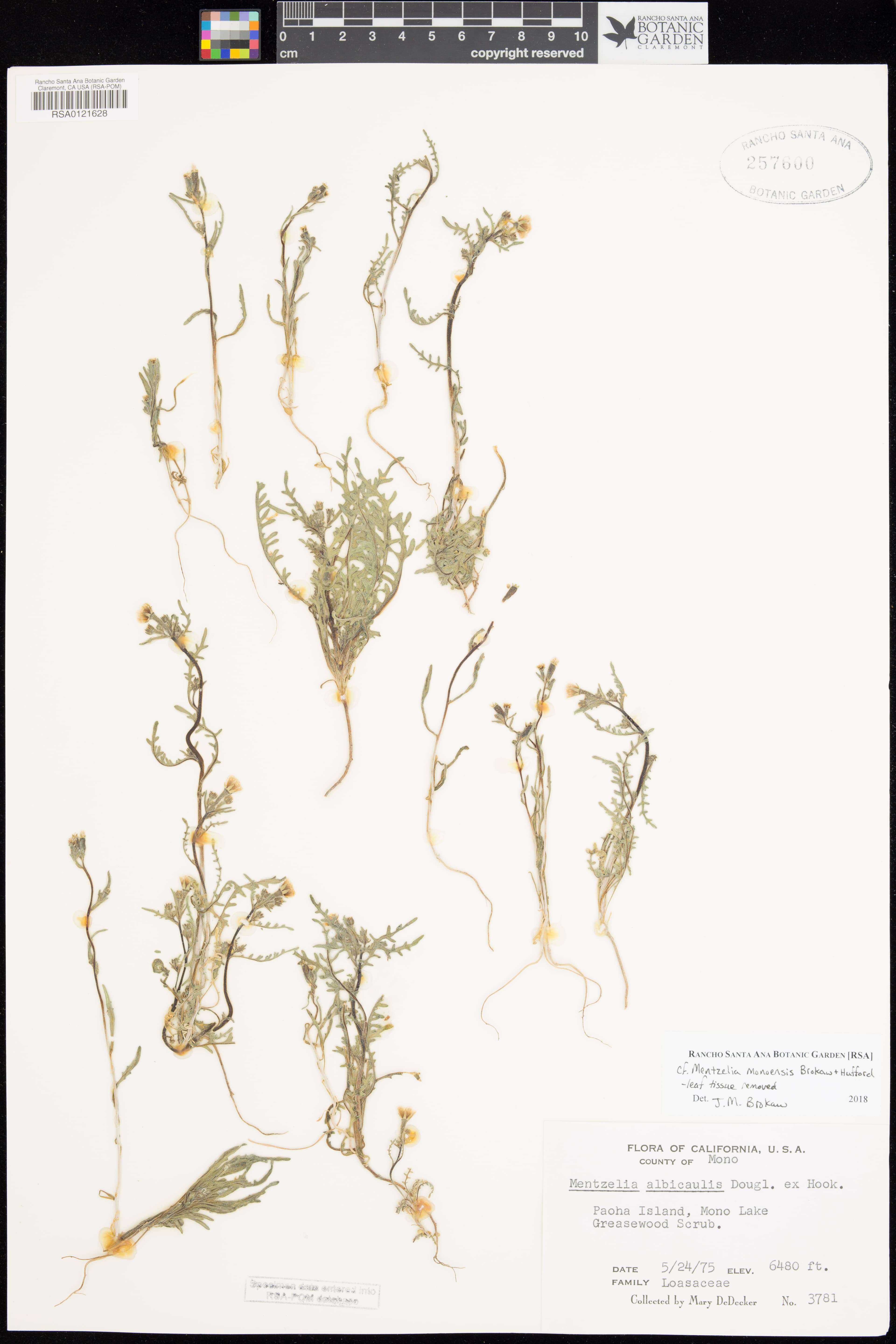 Mono Craters Blazing Star
