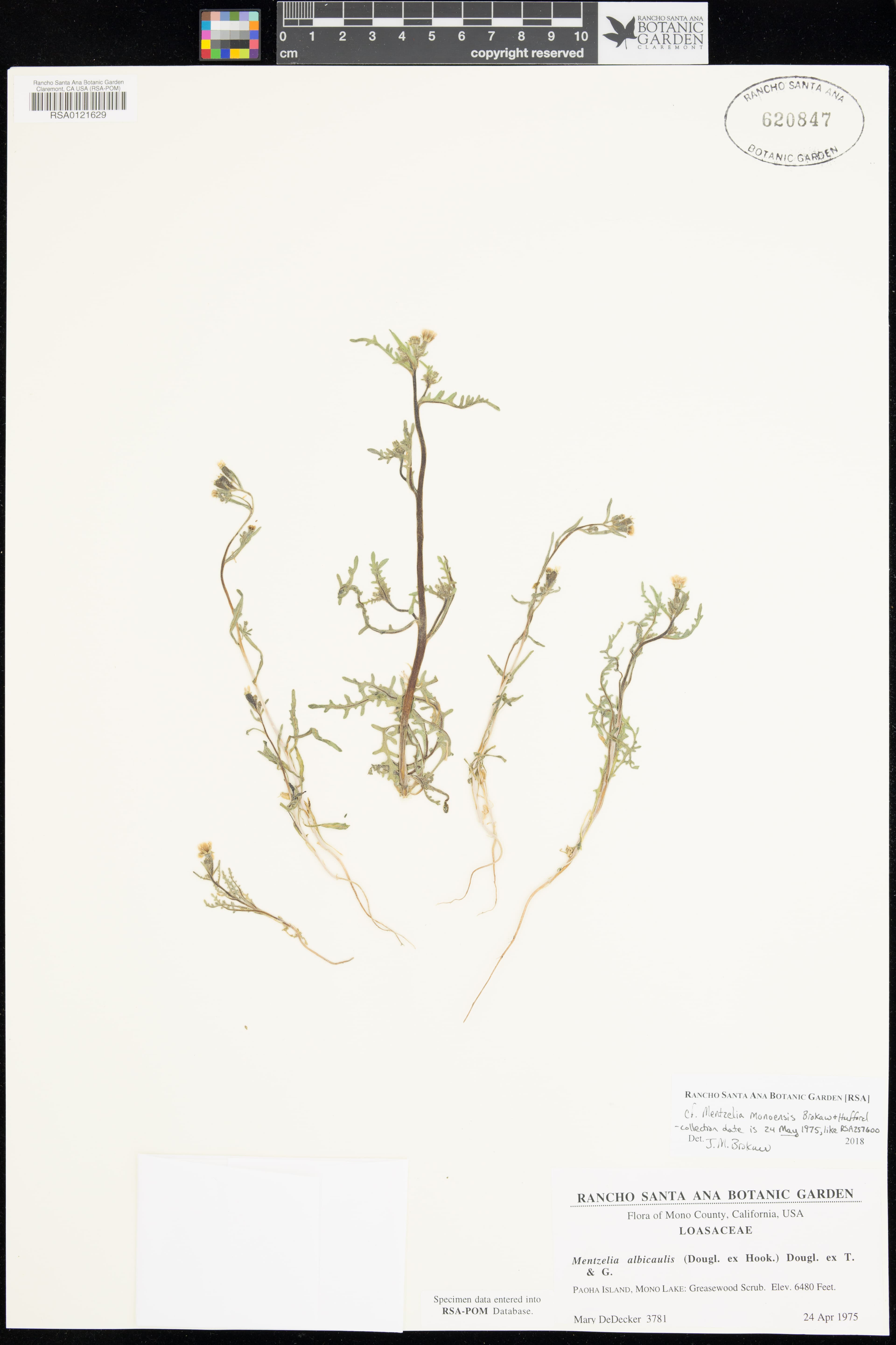 Mono Craters Blazing Star