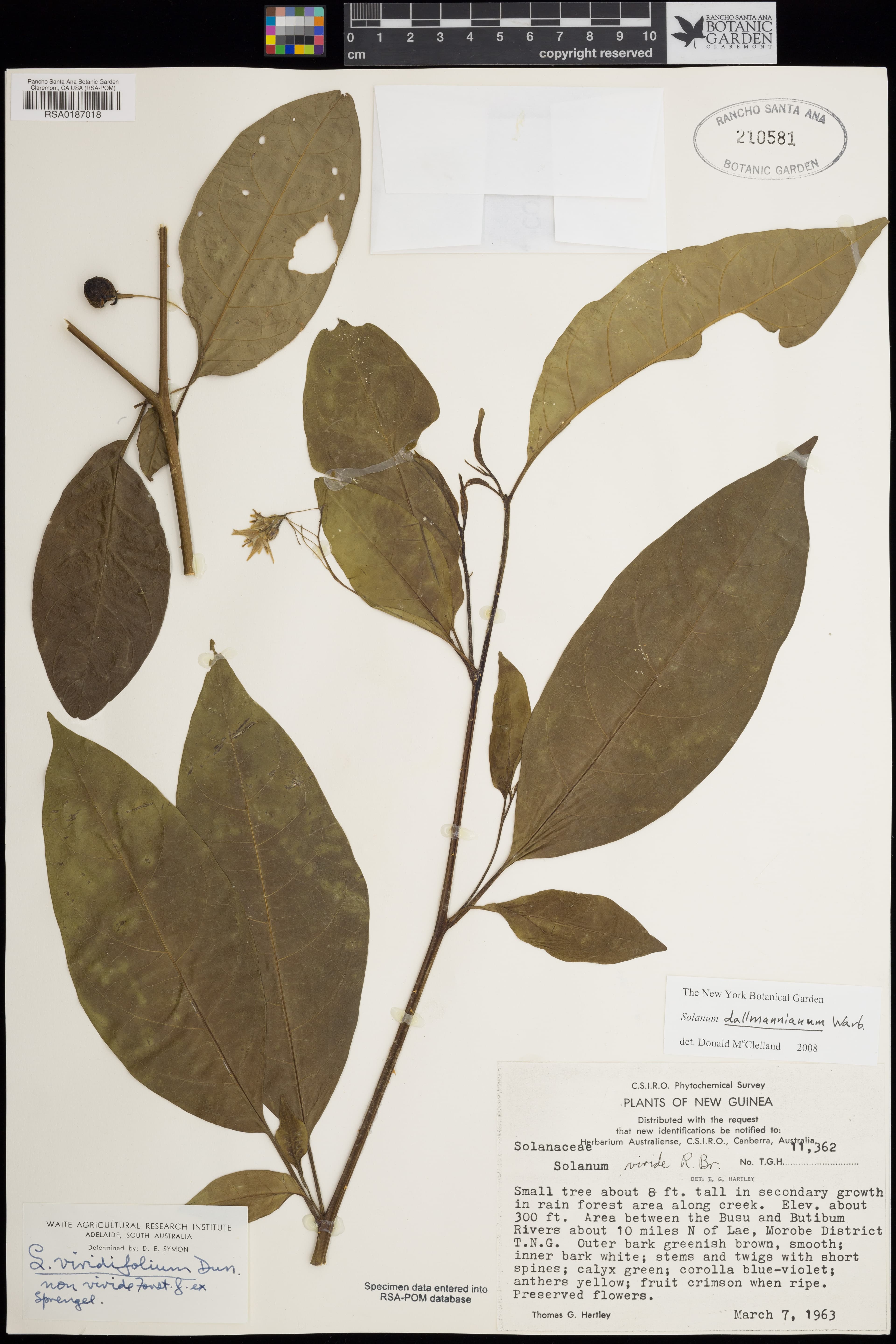 Solanum dallmannianum