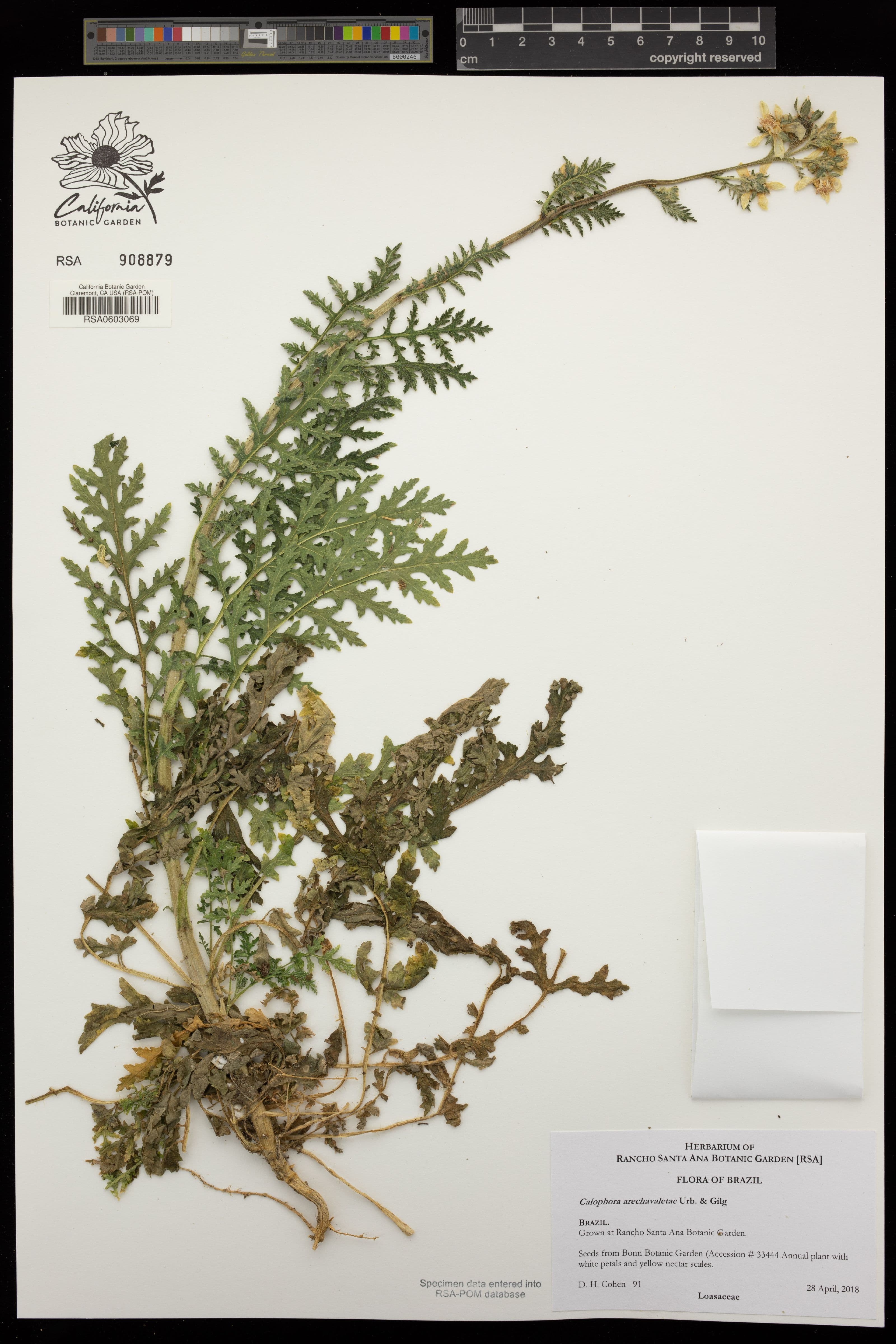Caiophora arechavaletae