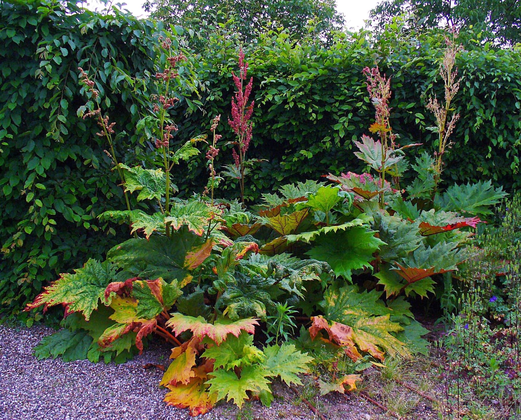 Rhubarb (Turkey)
