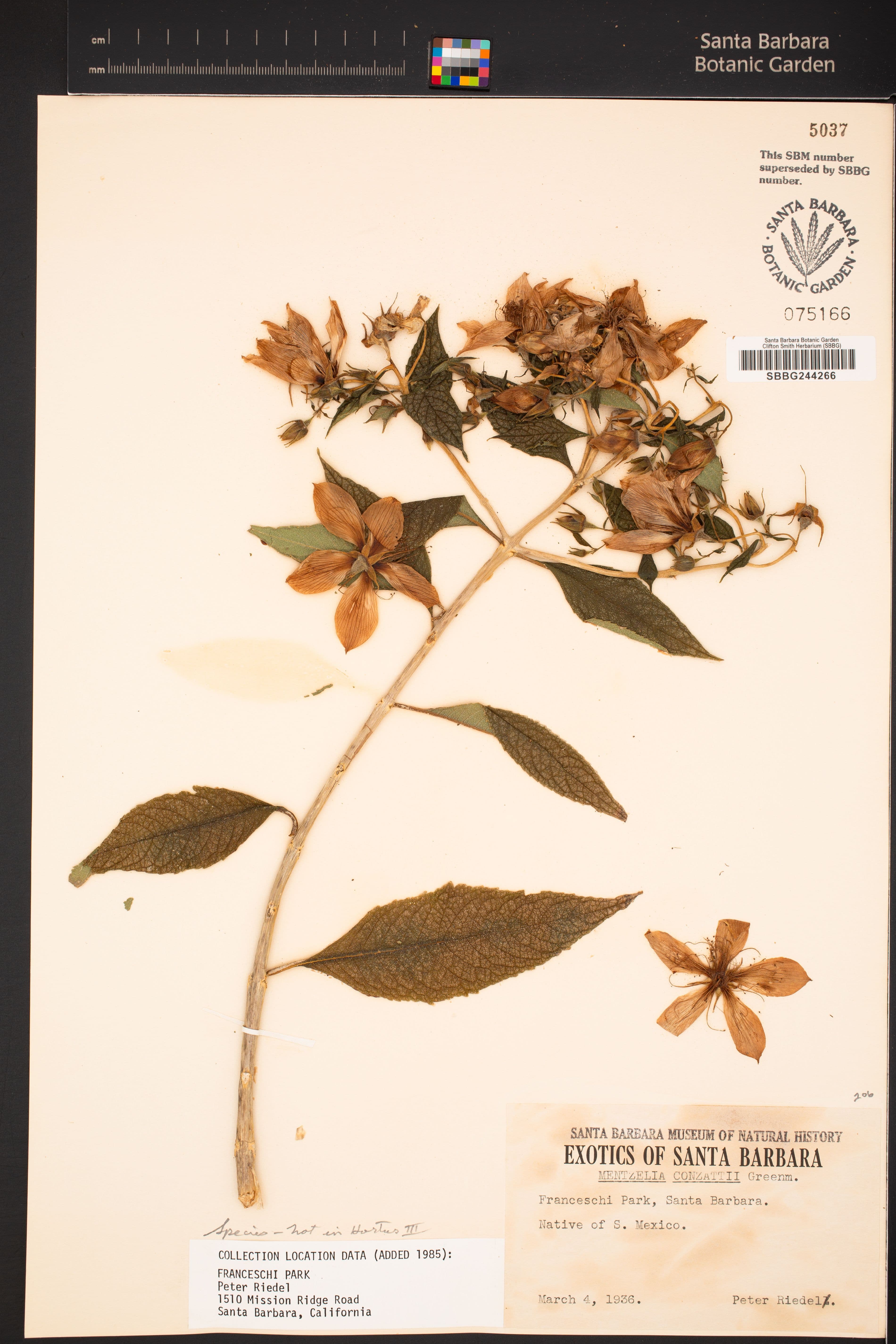 Mentzelia conzattii