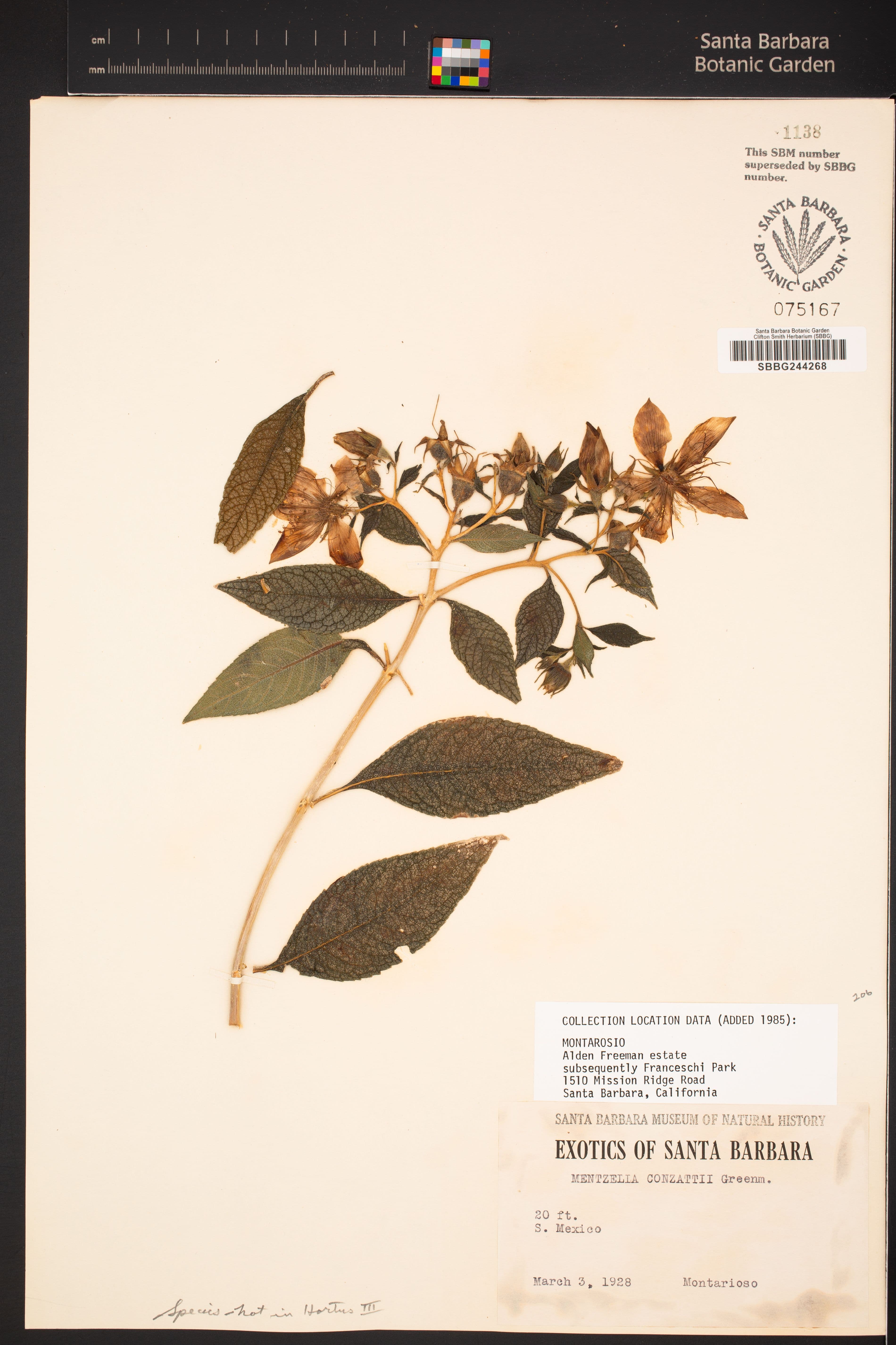 Mentzelia conzattii