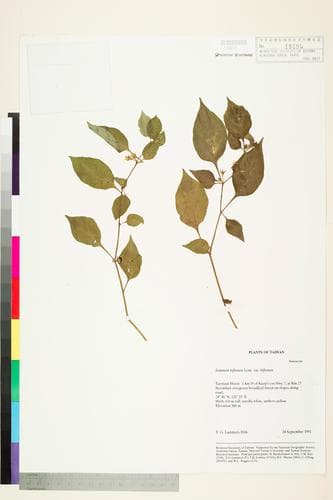 Solanum dianthophorum