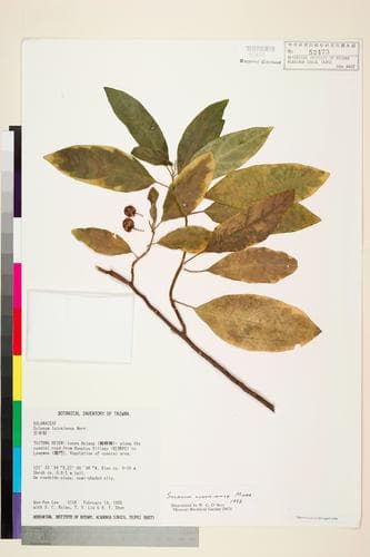 Solanum retrorsum