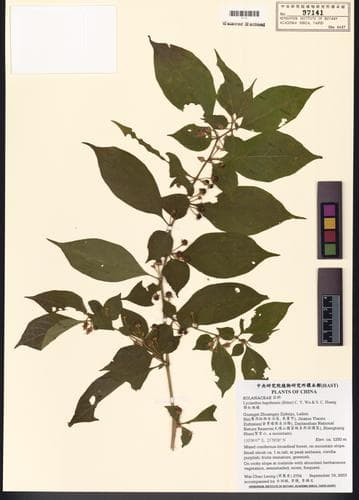 Lycianthes hupehensis (Bitter) C.Y.Wu & S.C.Huang