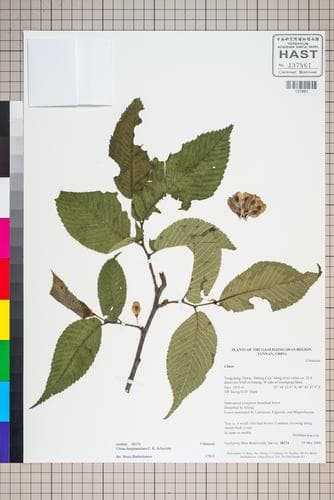 Ulmus bergmanniana
