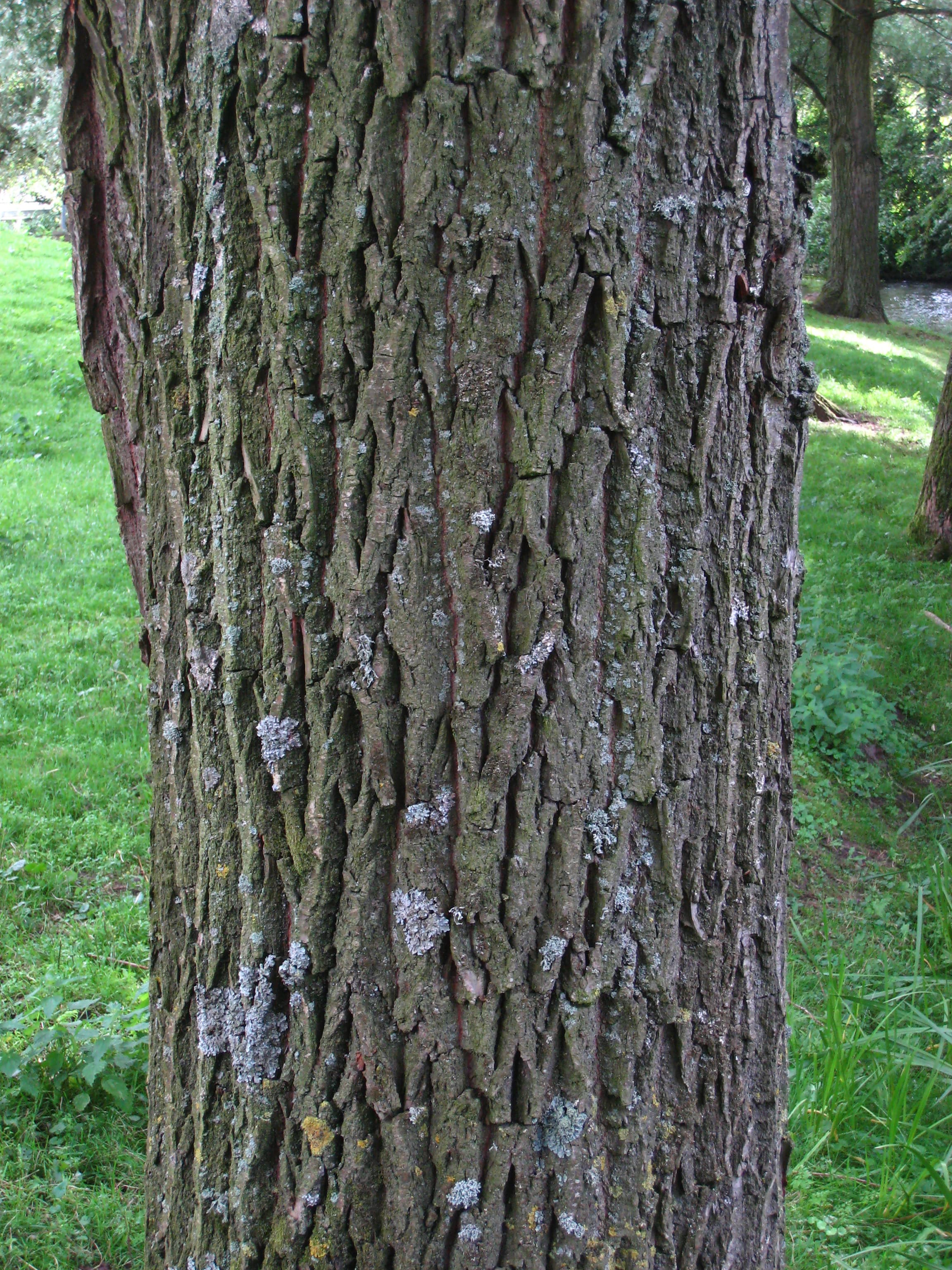 White Willow