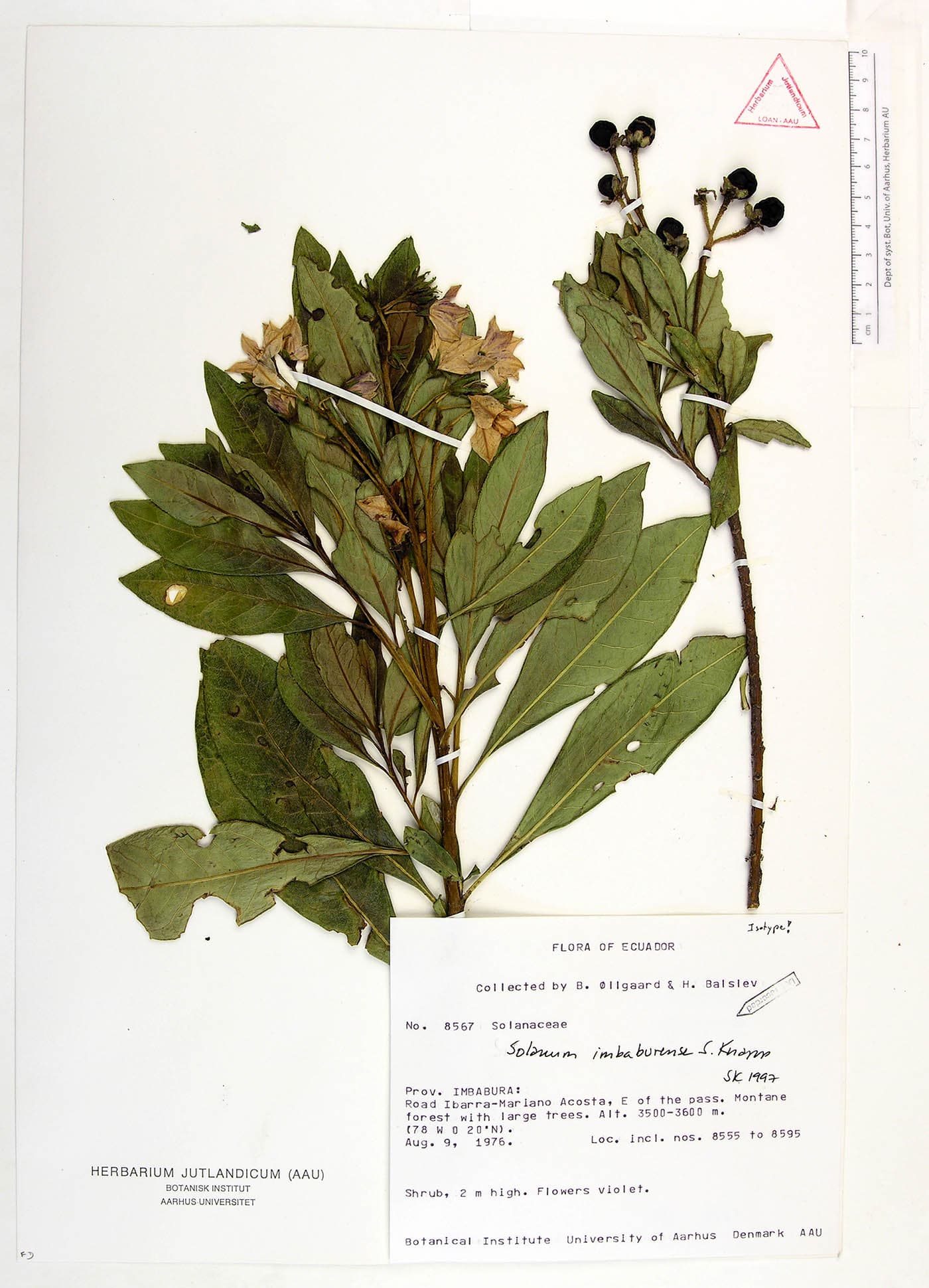 Solanum imbaburense