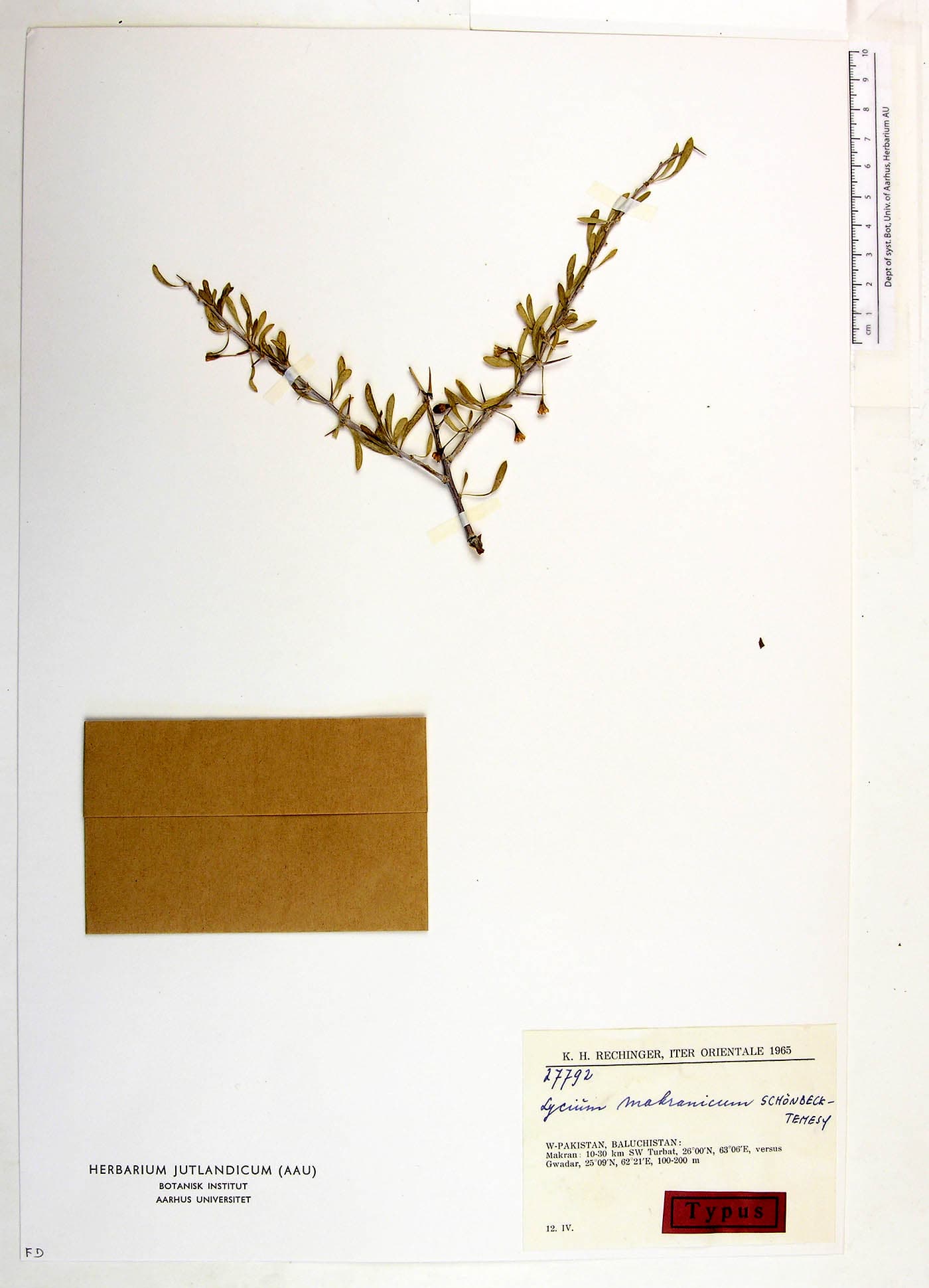 Lycium makranicum