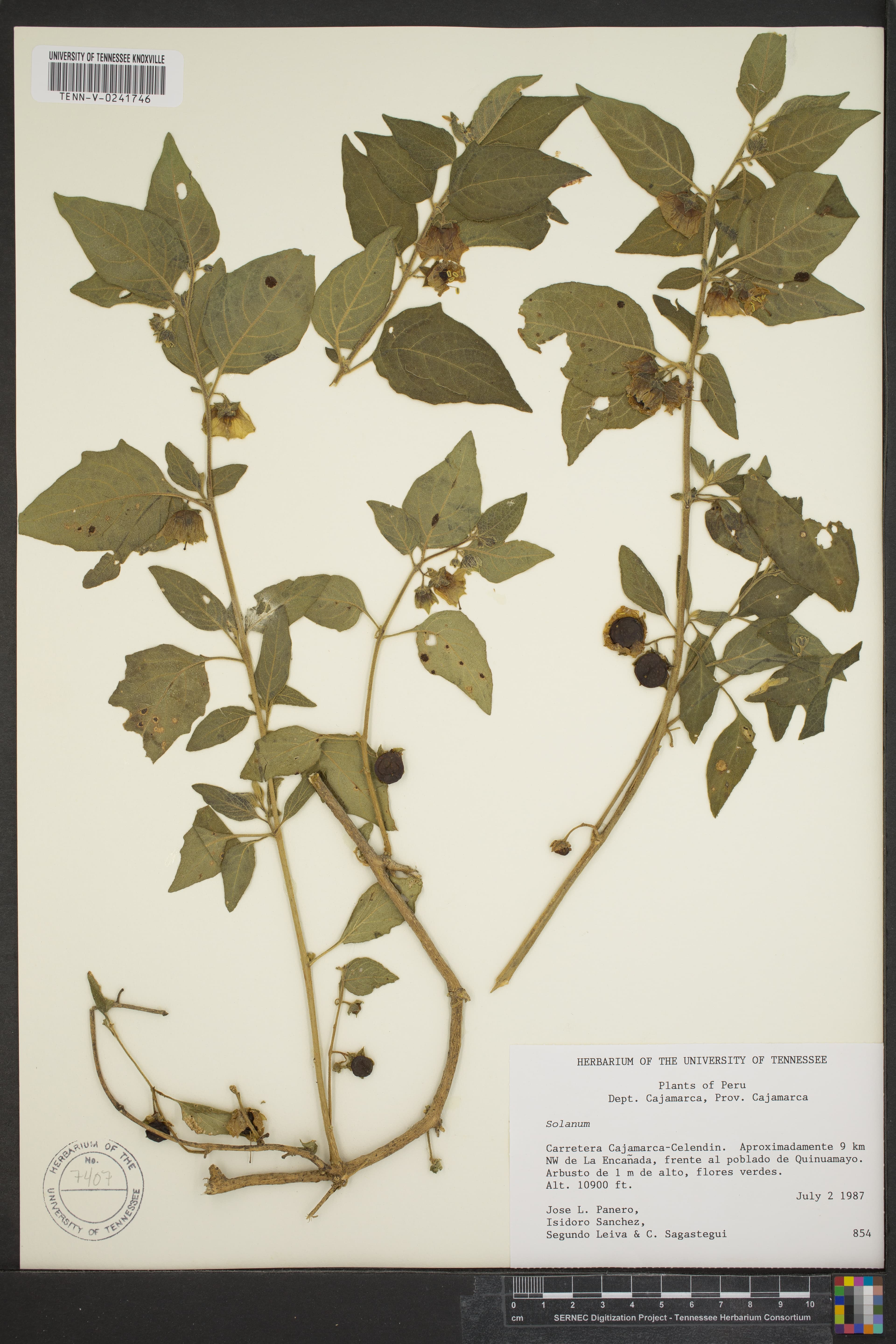 Jaltomata paneroi