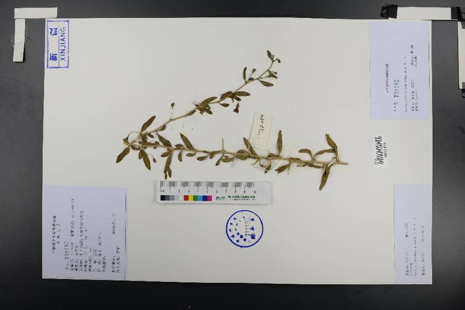 Lycium cylindricum