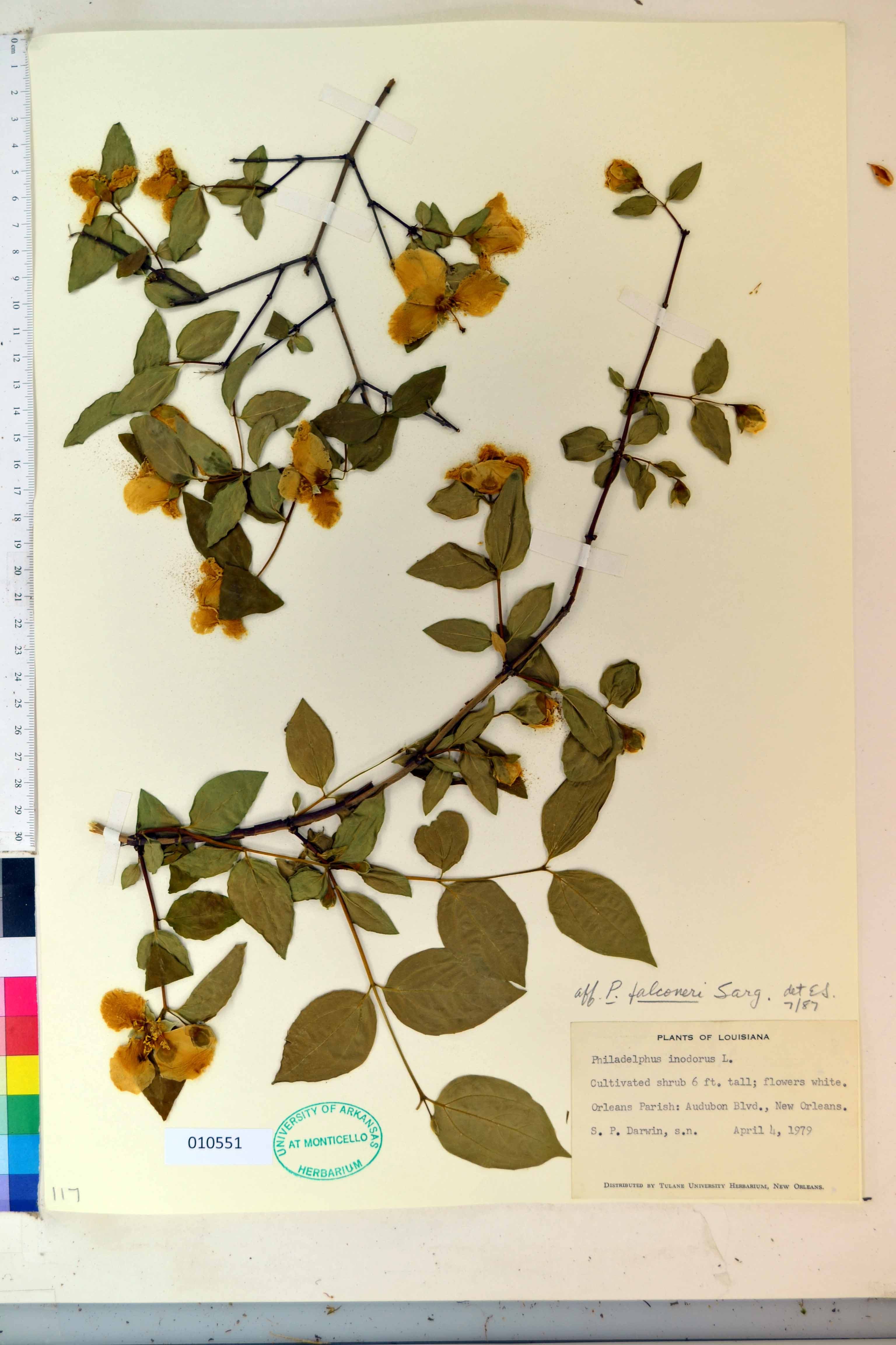 Philadelphus falconeri
