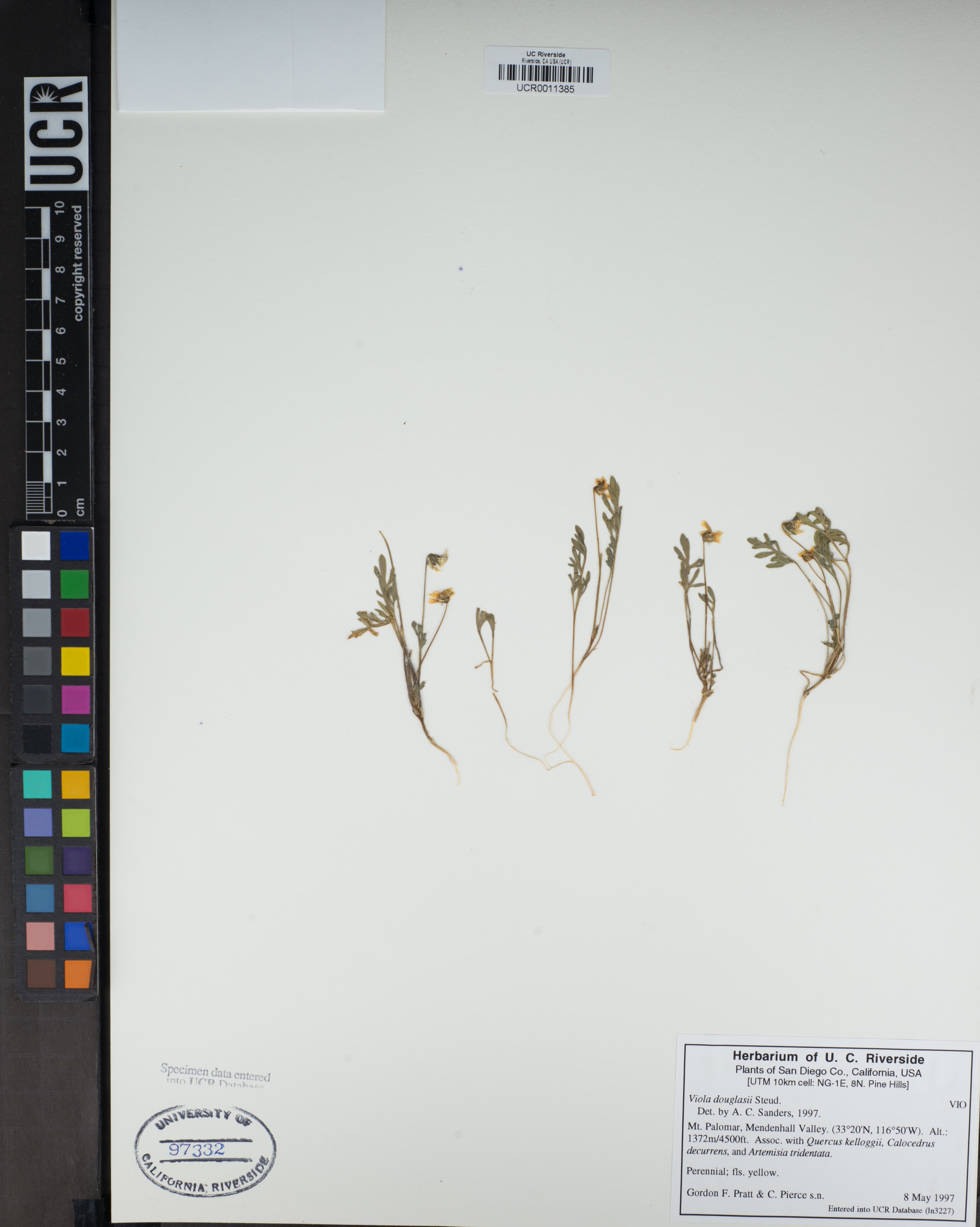 Cuscuta carnosa
