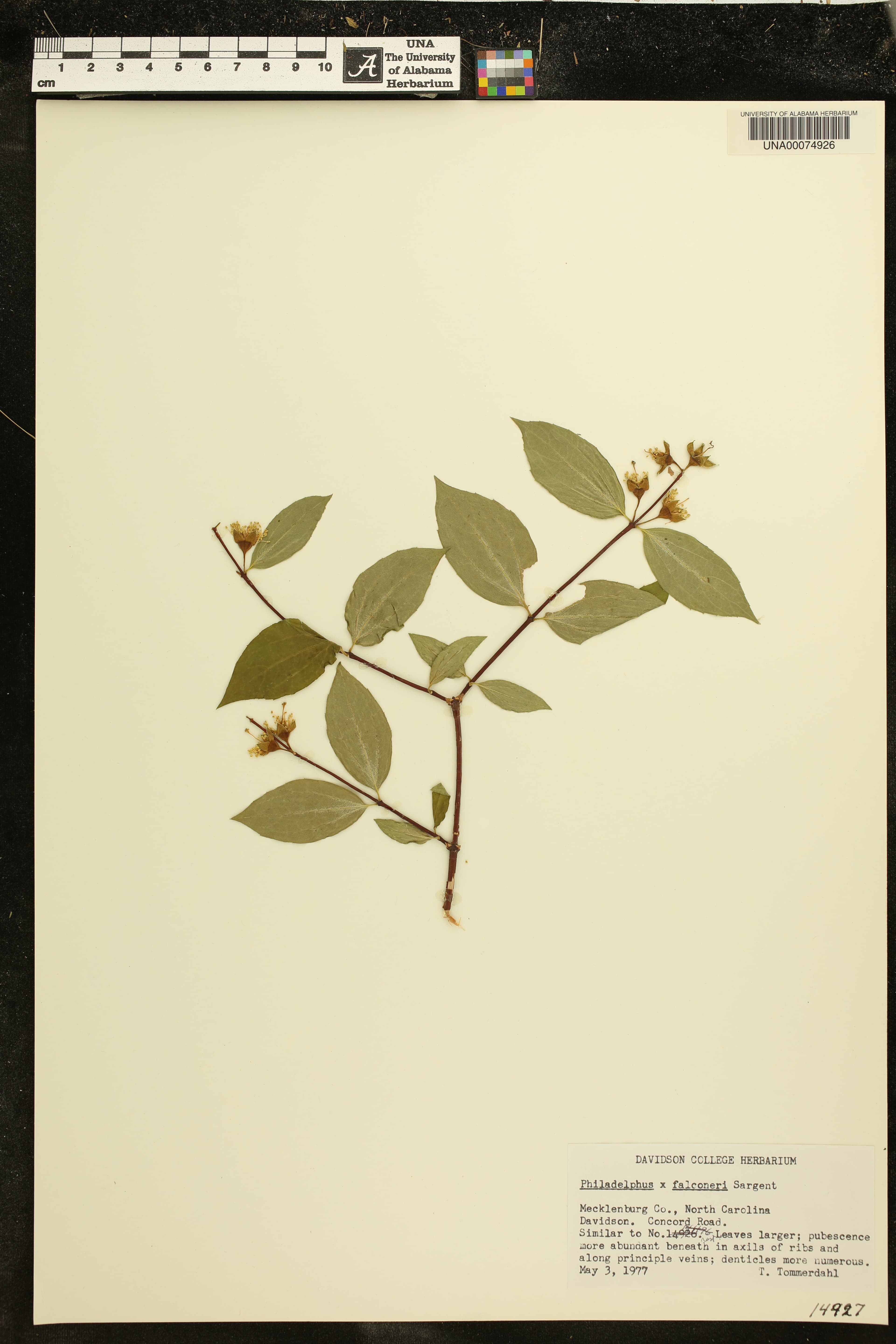 Philadelphus falconeri